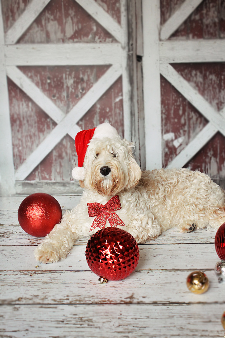Gracie X-mas 2016
