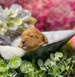 Petunia