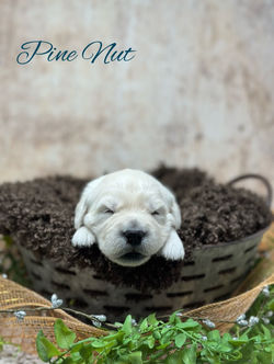 Pine Nut Male