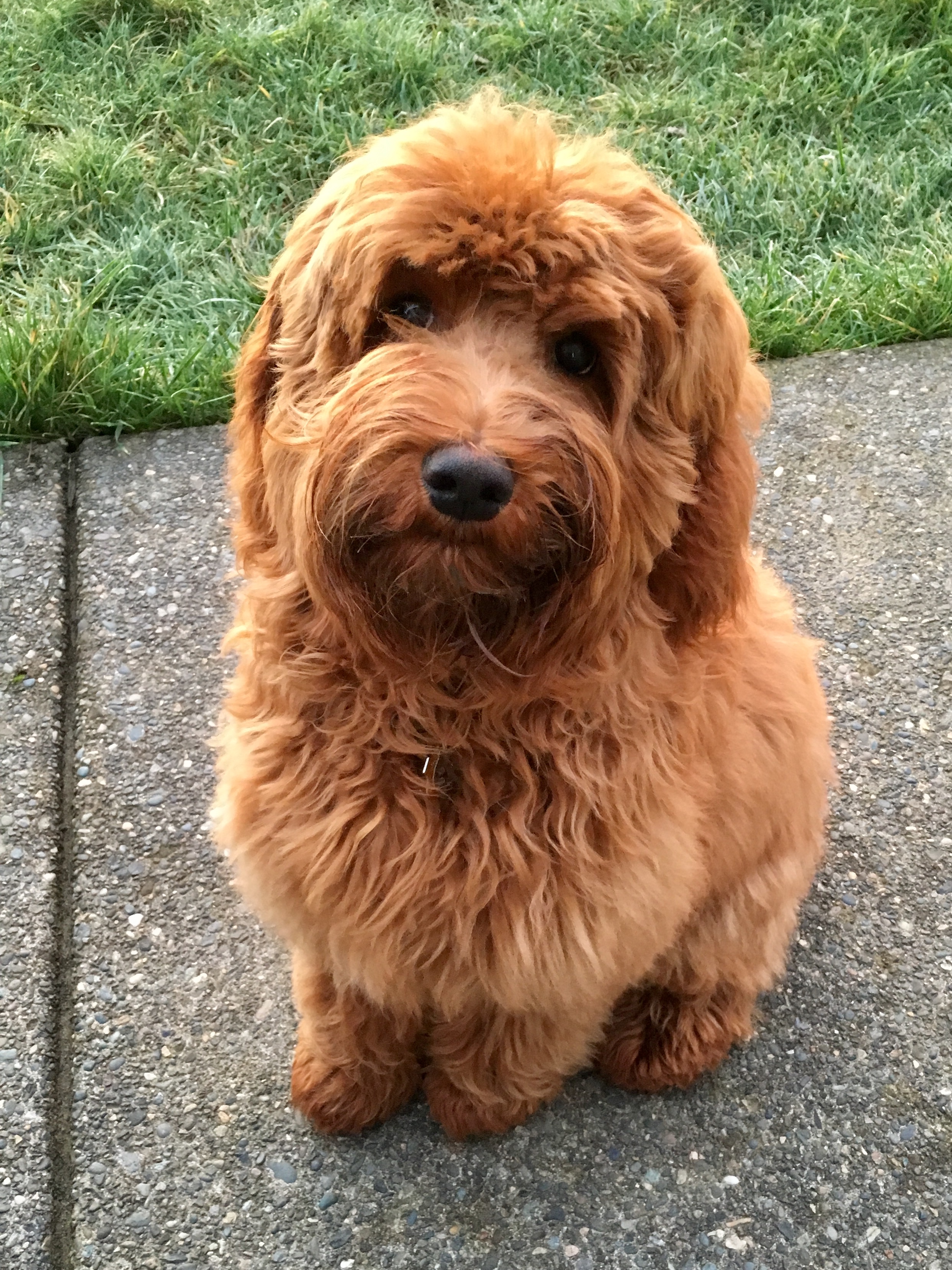 1st Hair Cut! So handsome!