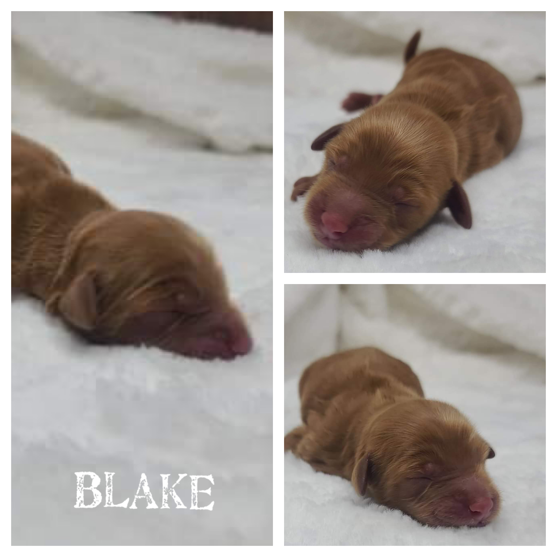 Blake