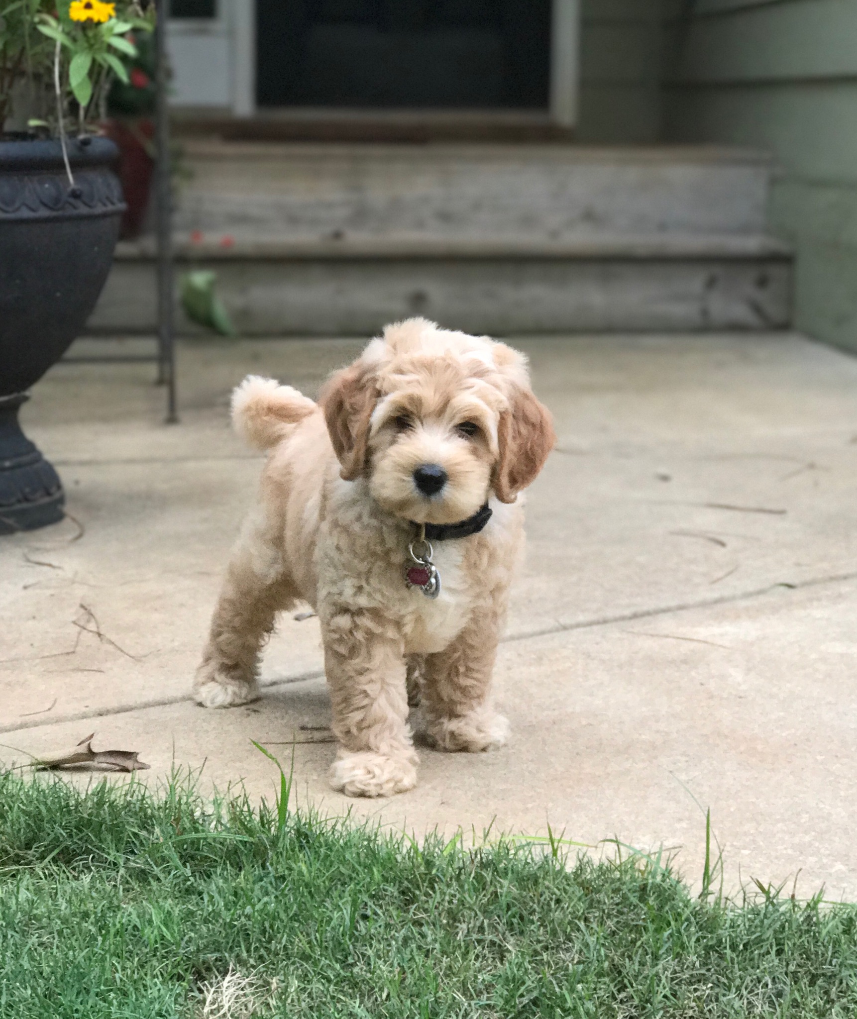 9 weeks Pebbles