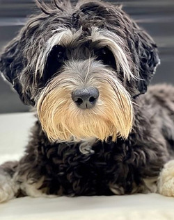 Phantom_Australian_Labradoodle_Stud