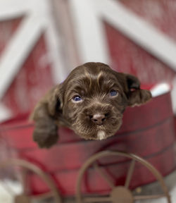 Baby Ruth
