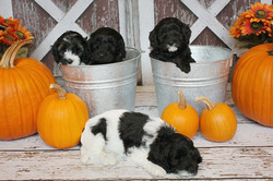 Sheba's Litter