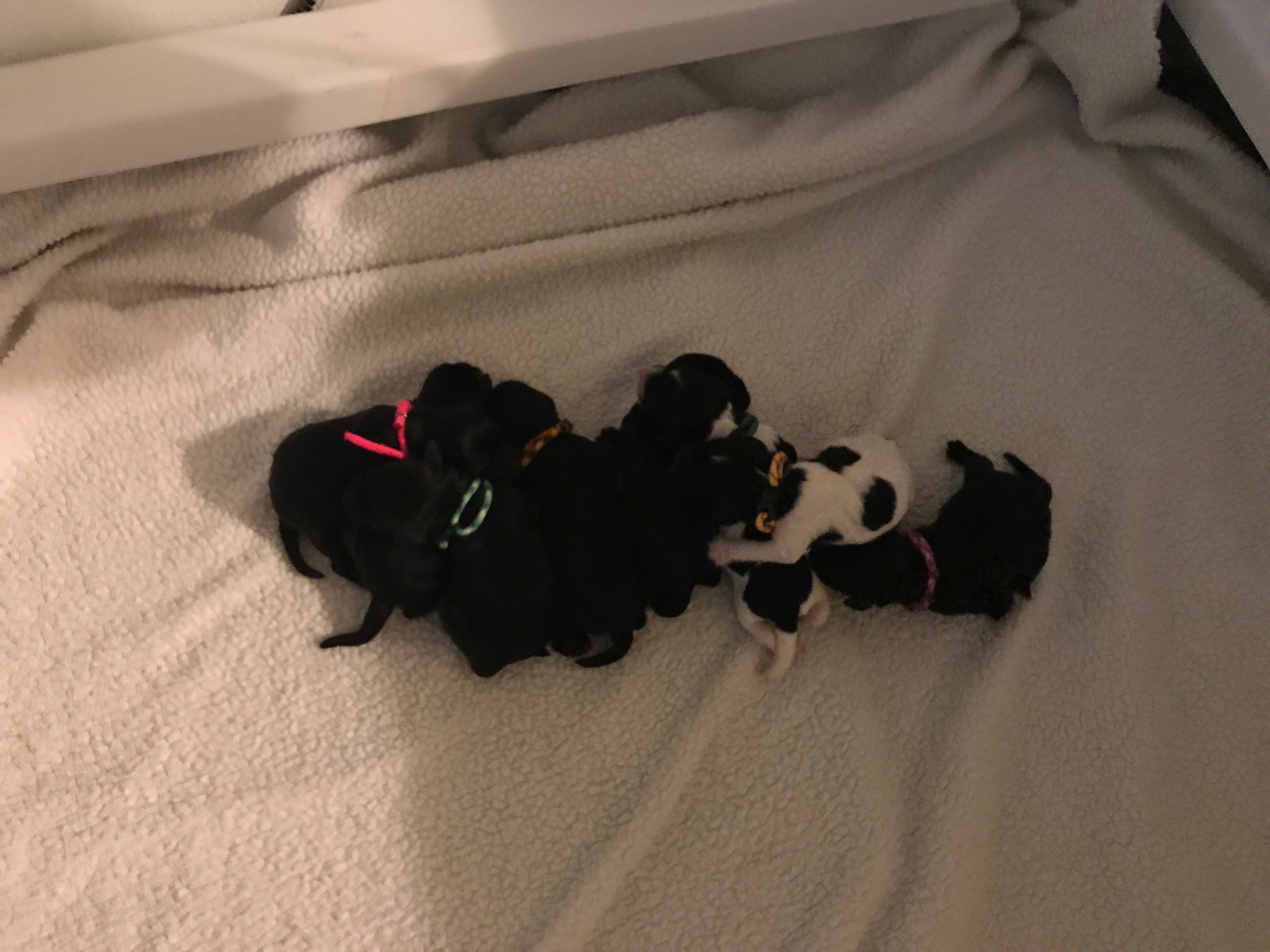 Australian Labradoodle Puppies NY