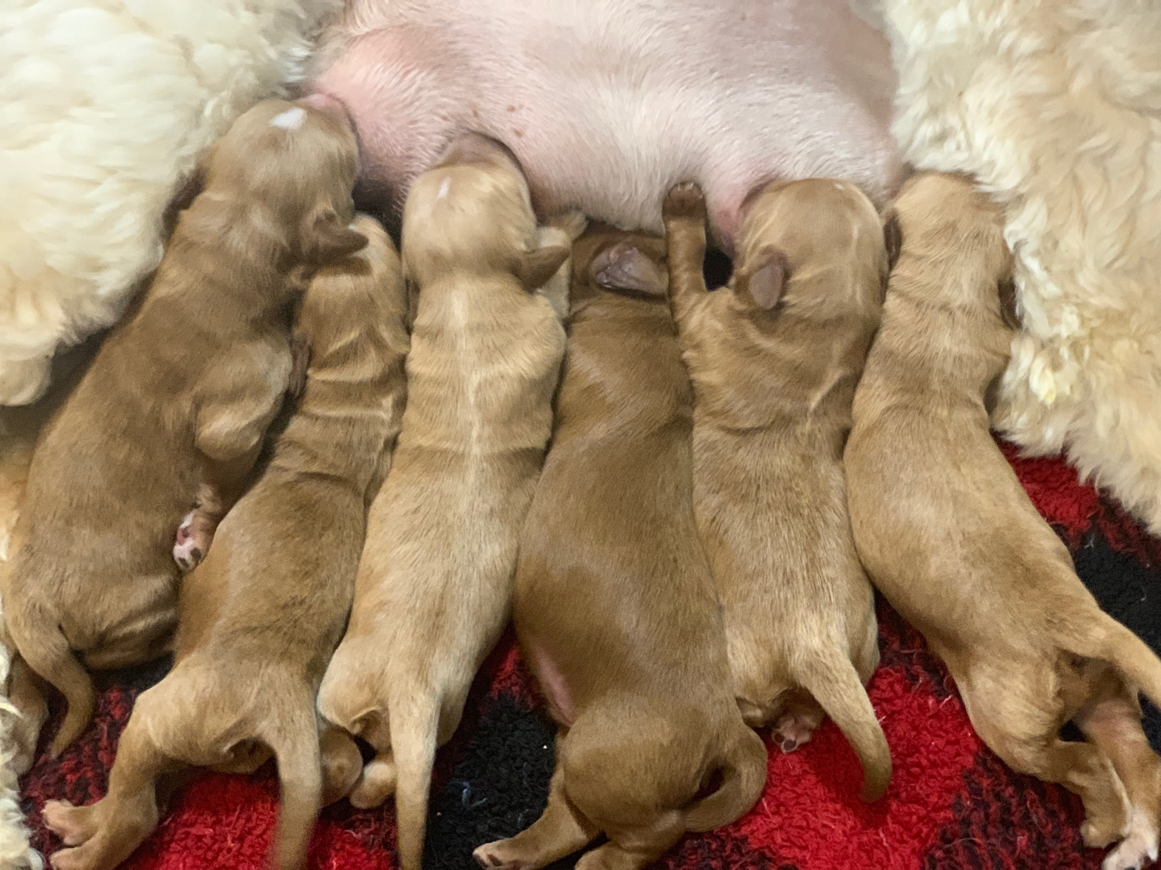 Milk Bar