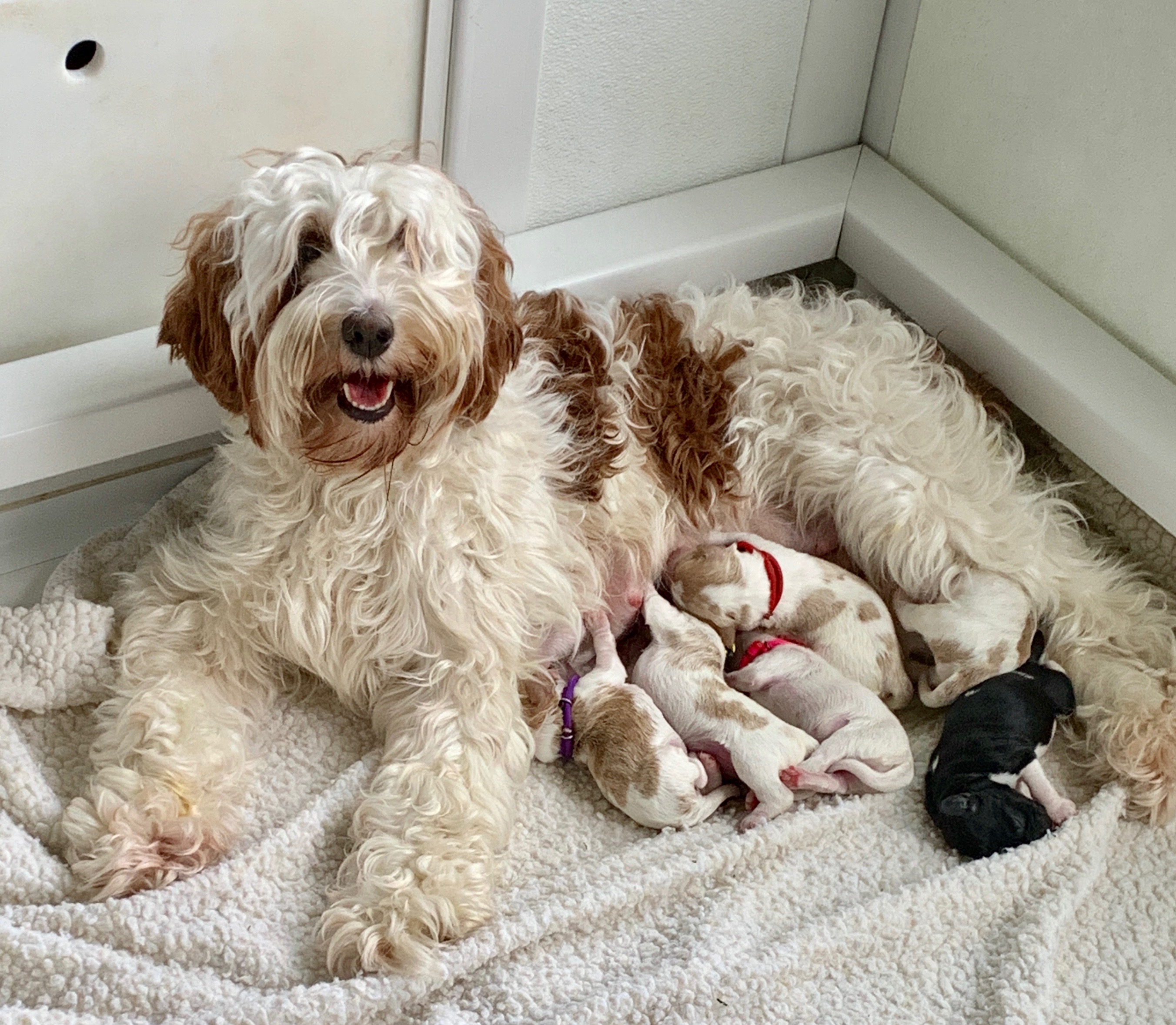 Previous Litter
