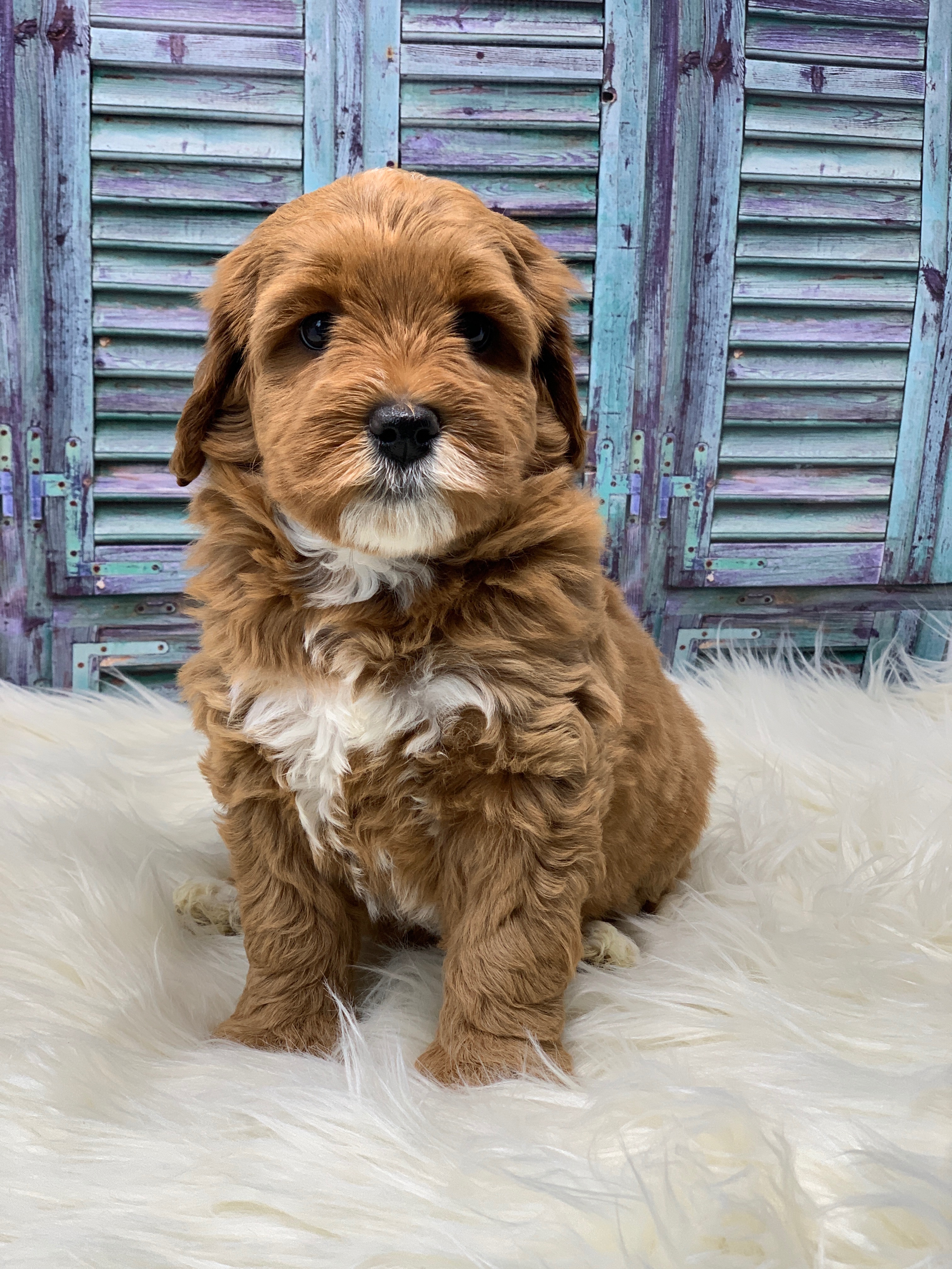 Rosie