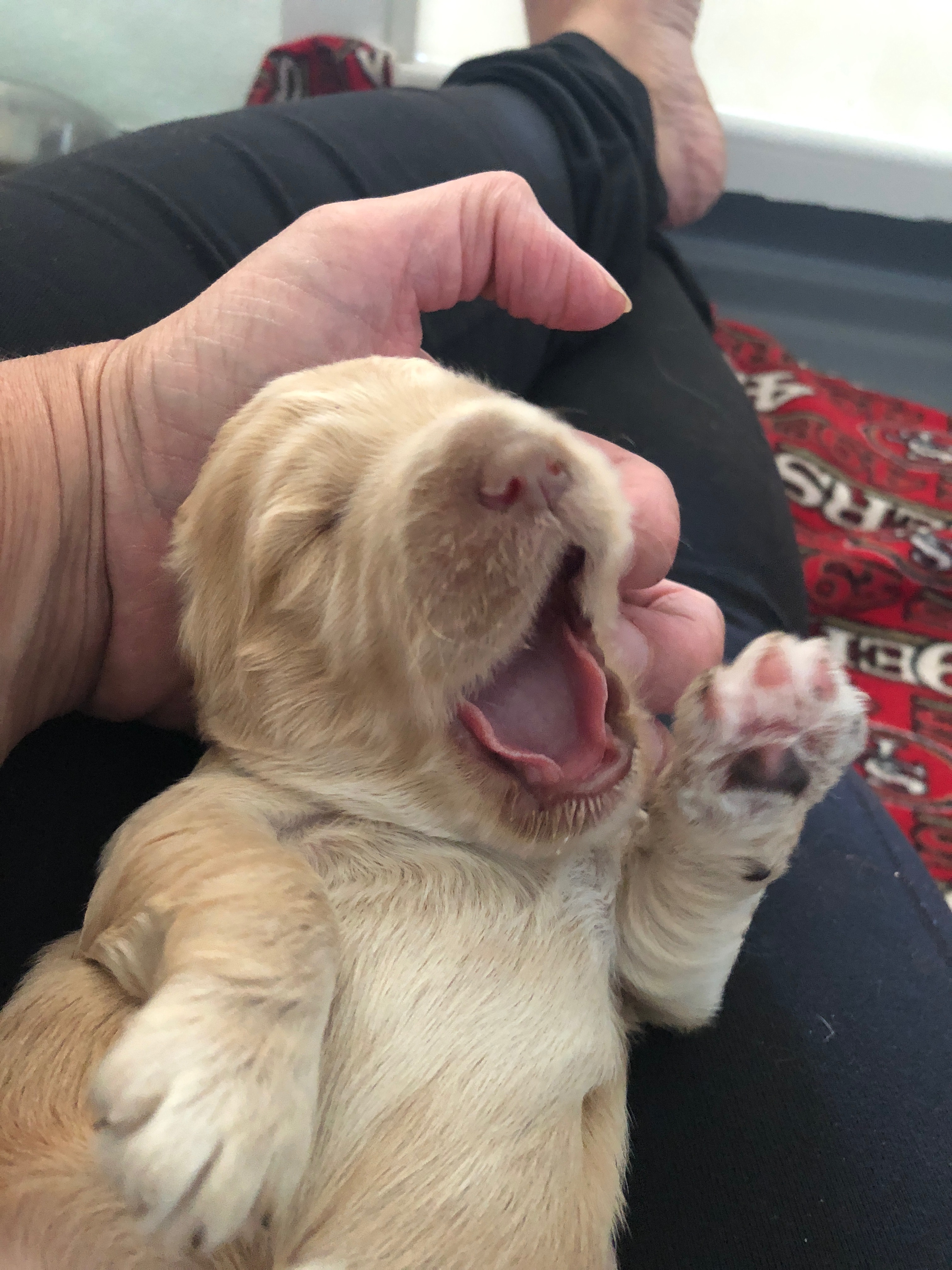 Big Yawns