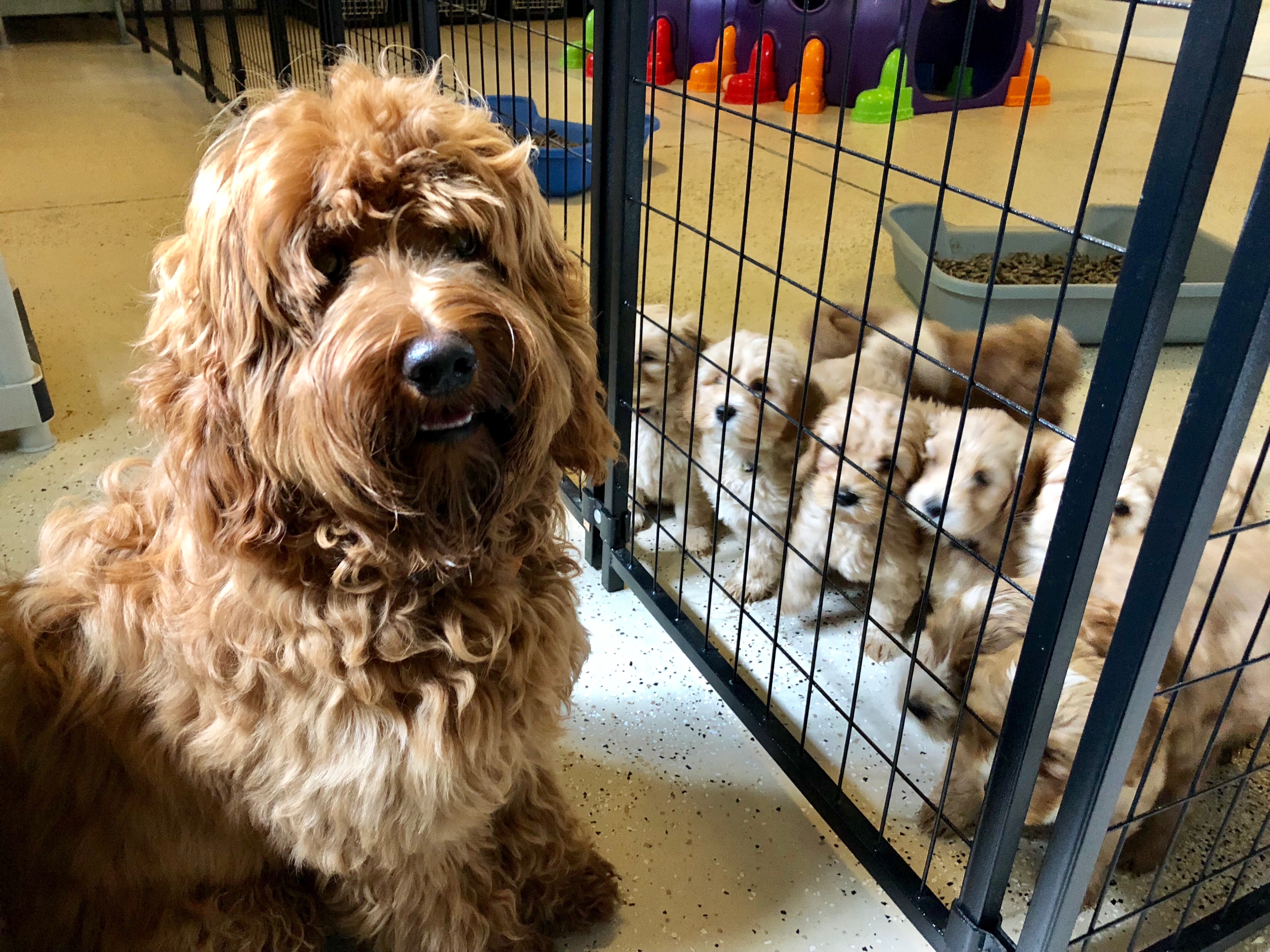 Vinnie w/Gracie's Babies