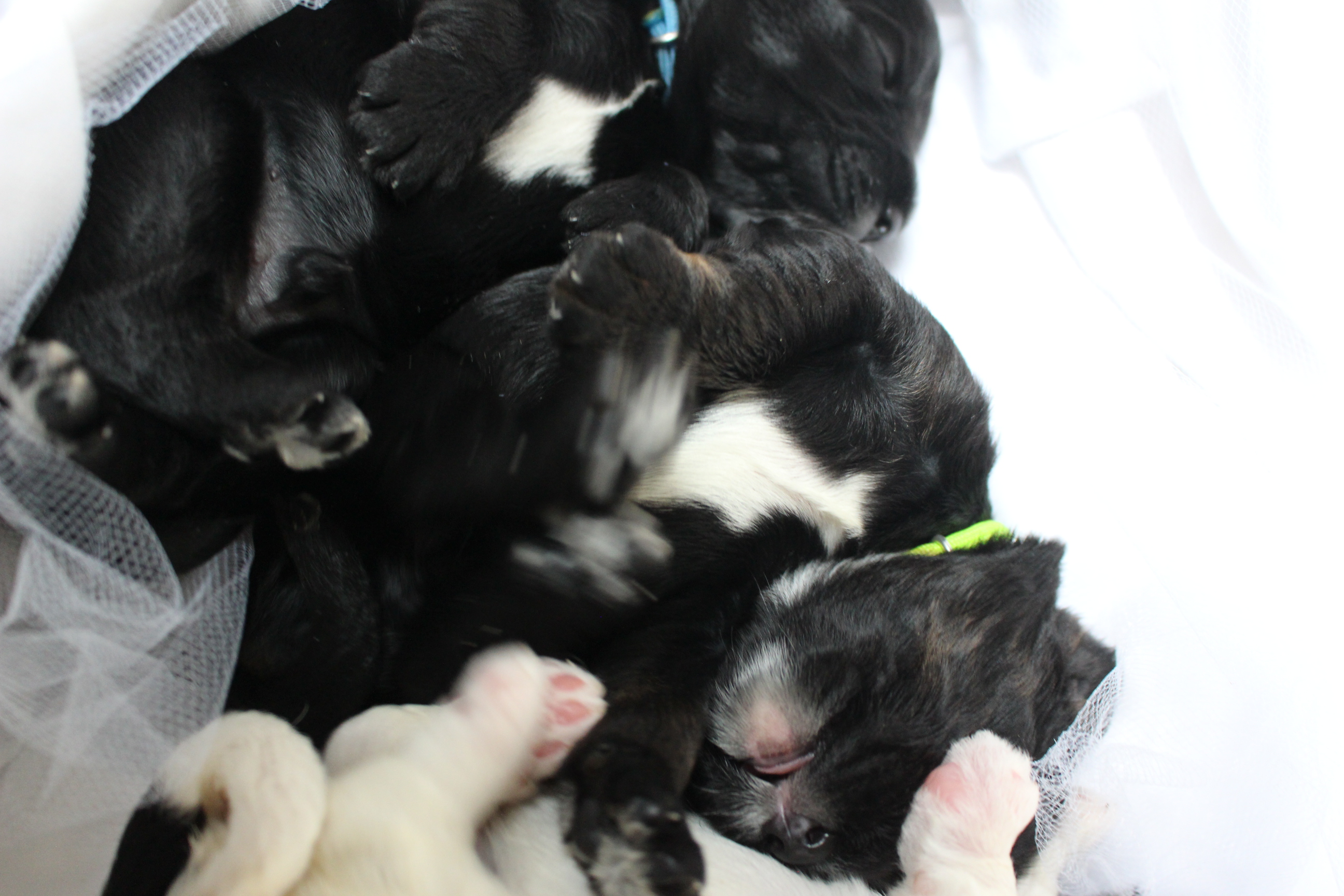 Australian Labradoodle Puppies