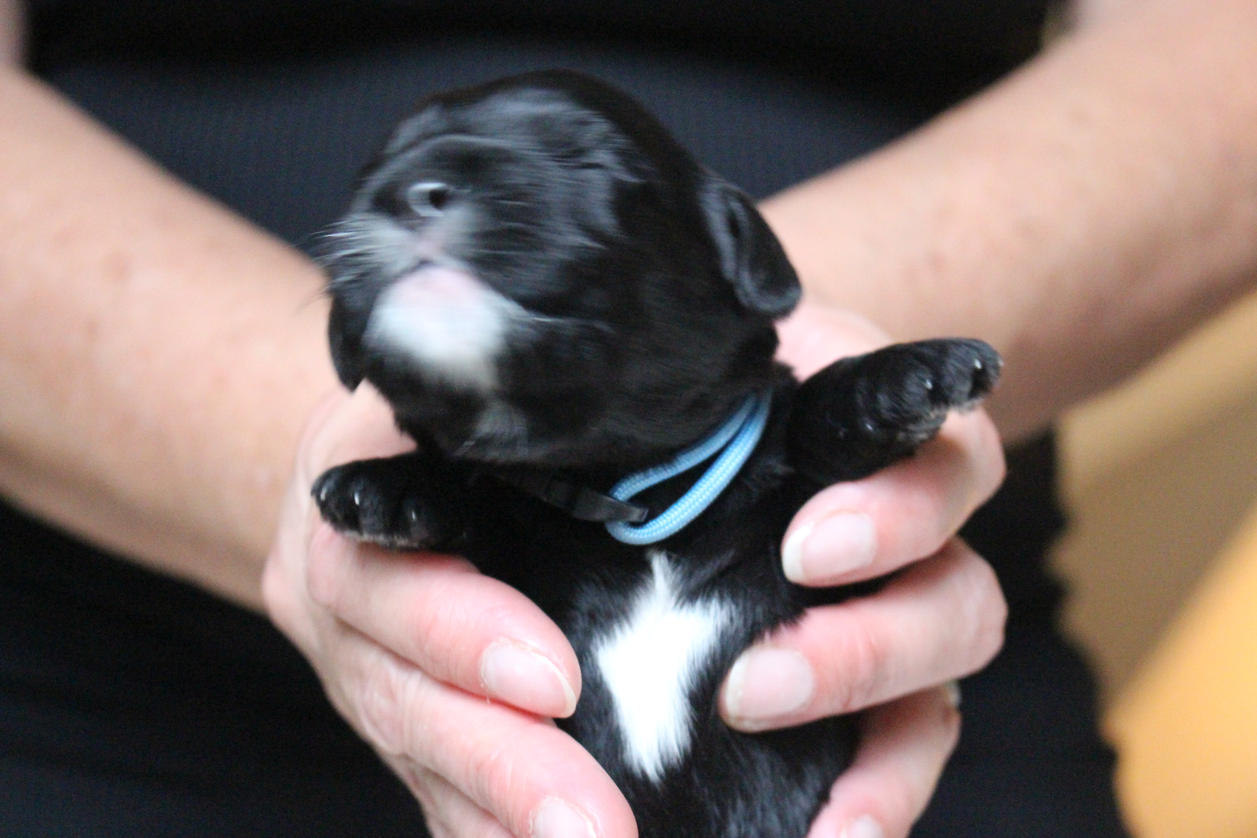 Australian Labradoodle Puppies WA