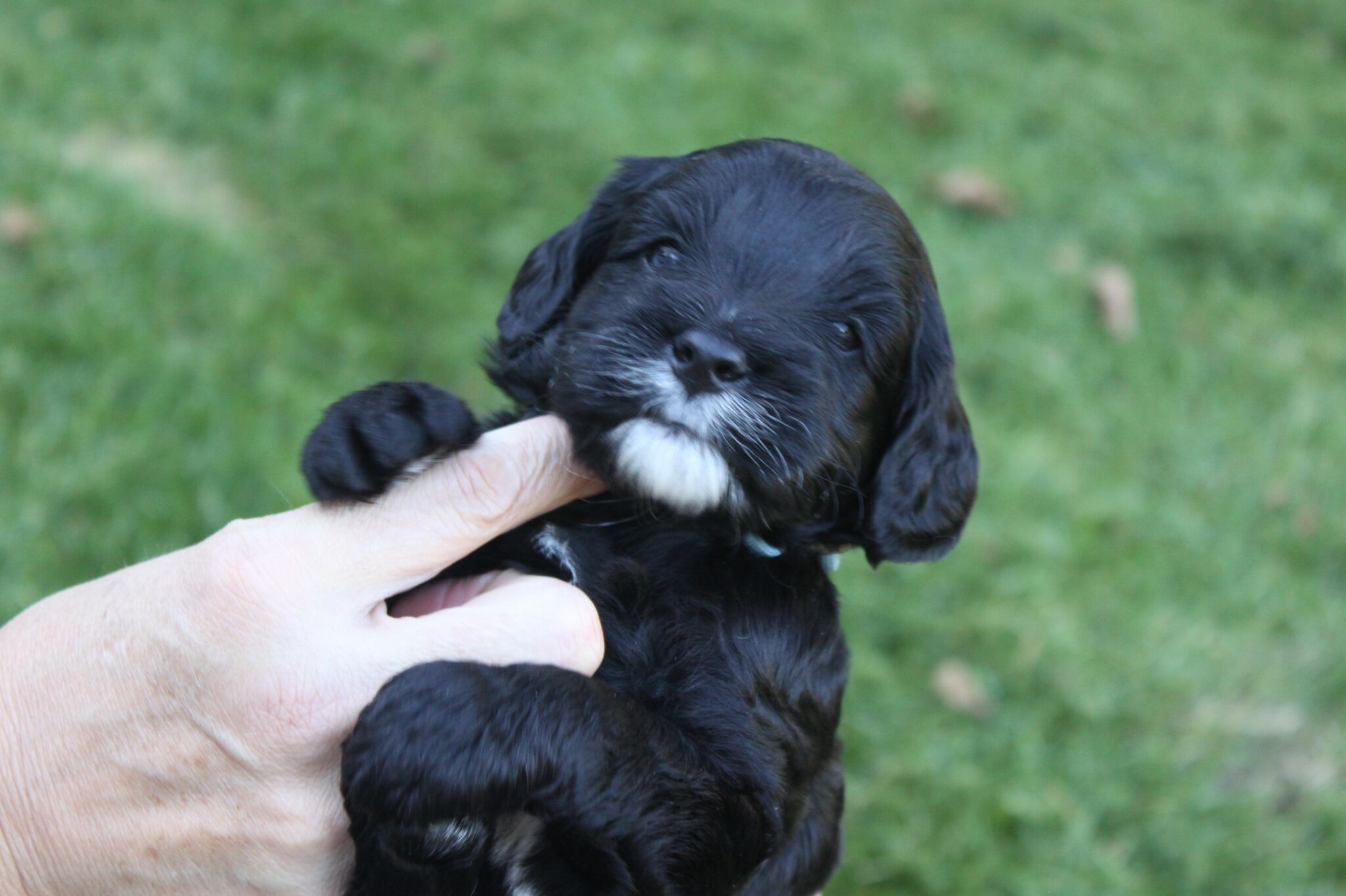 Australian Labradoodle Puppies Orego