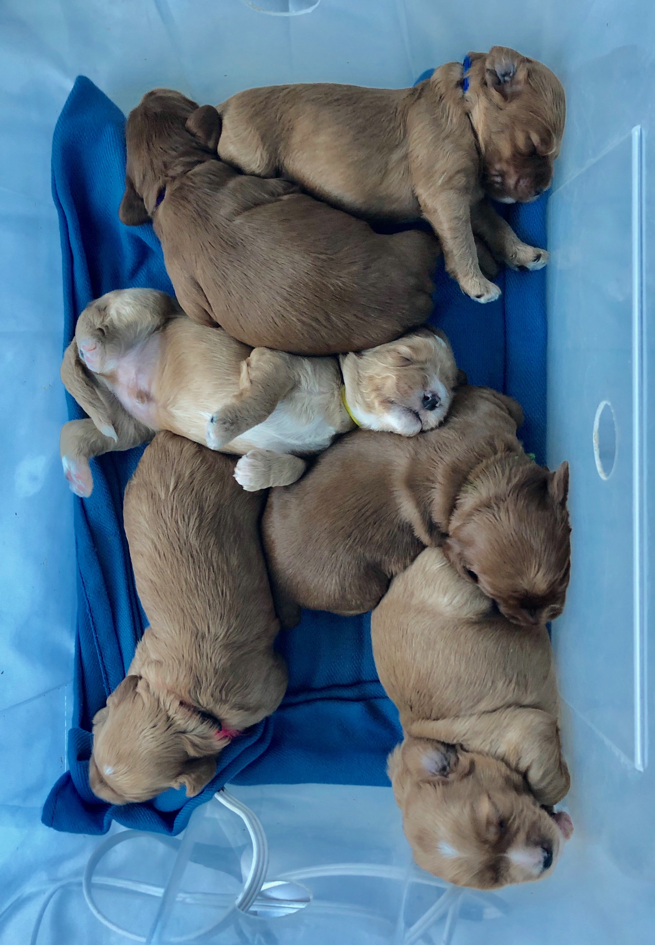 Basket Full Of Puppies