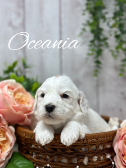 Oceania