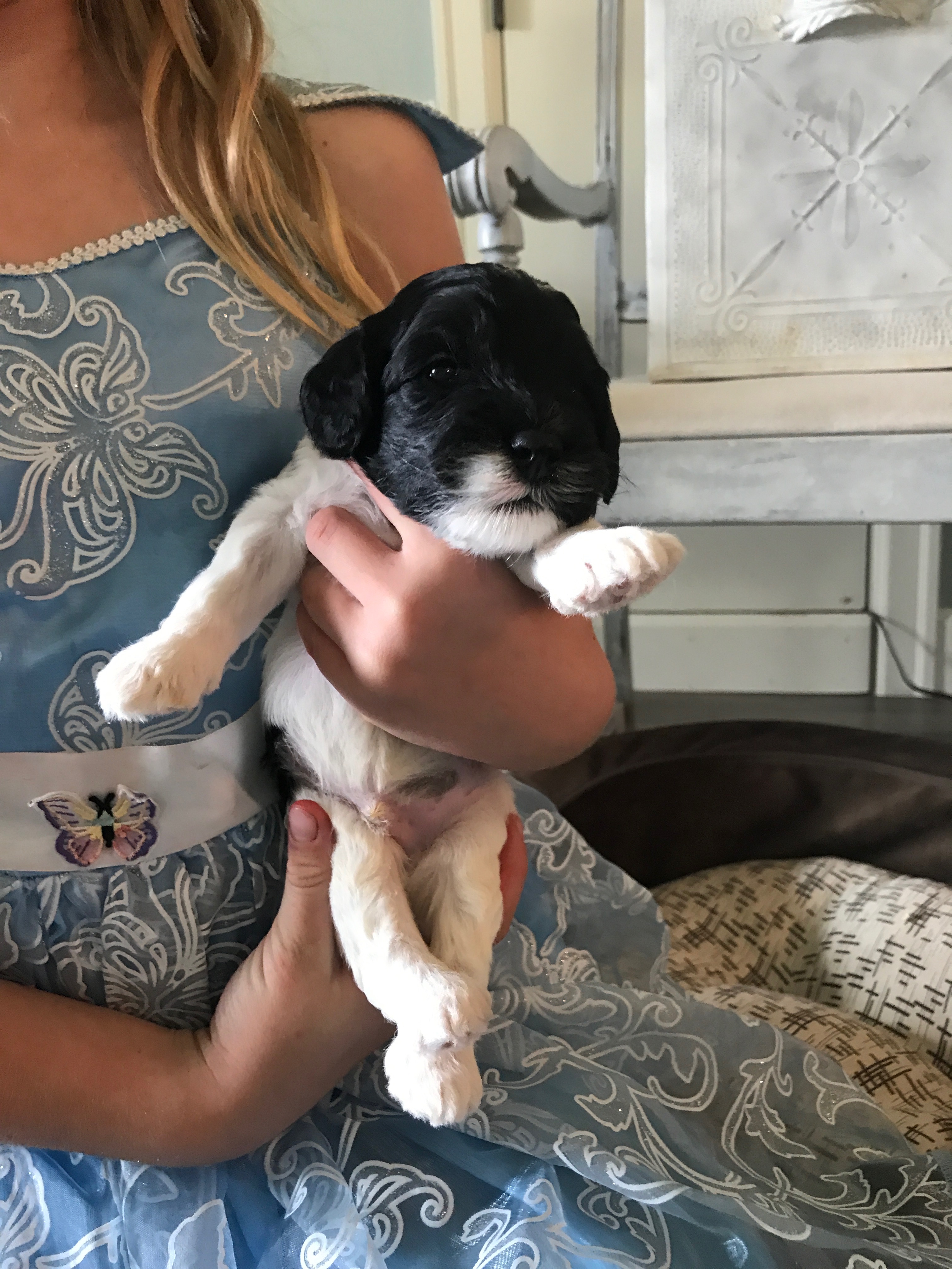 Labradoodle Puppies Portl