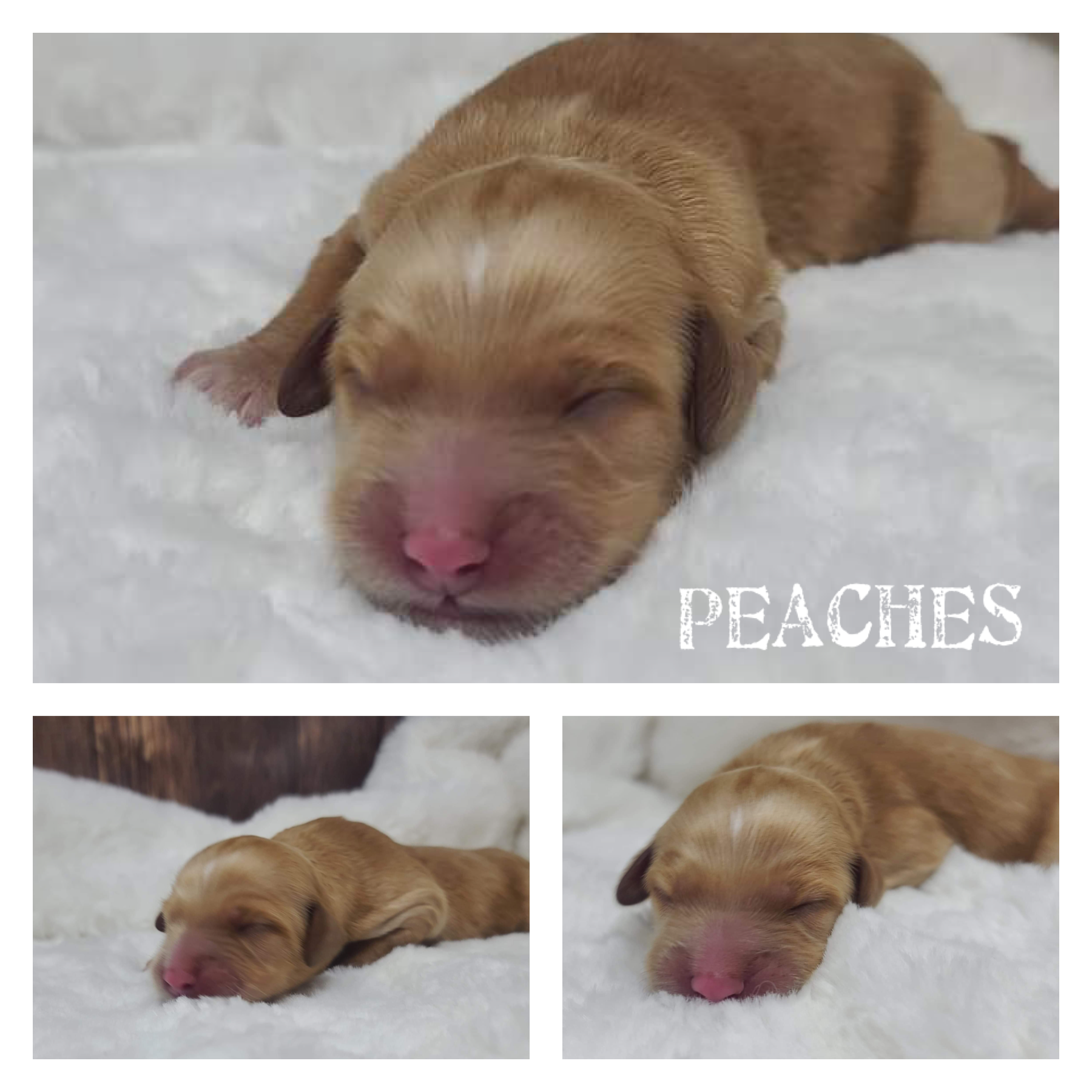 Peaches