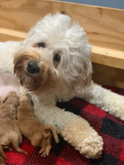 Ms Pebbles & her babies