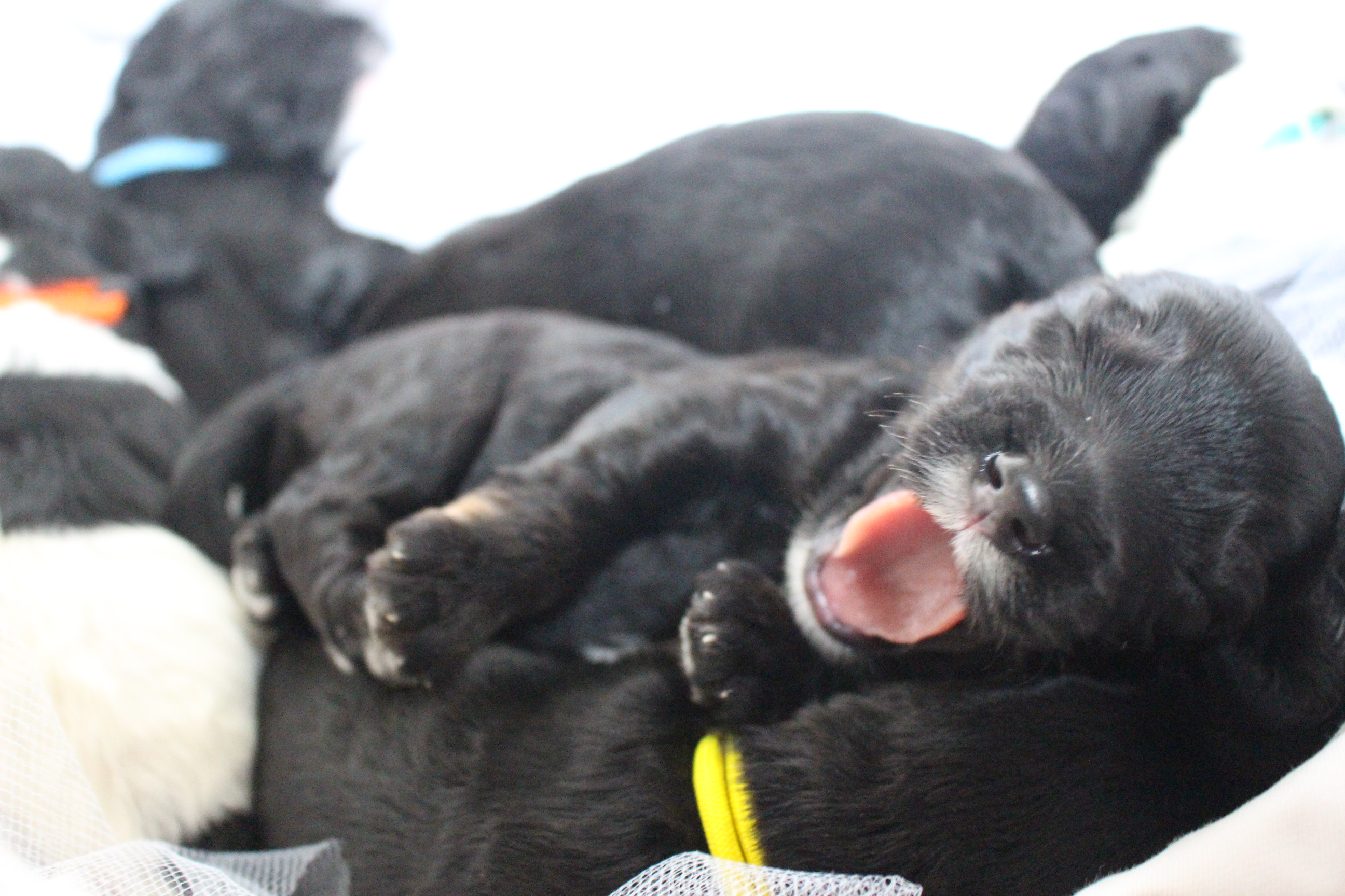 Australian Labradoodle Puppies NY