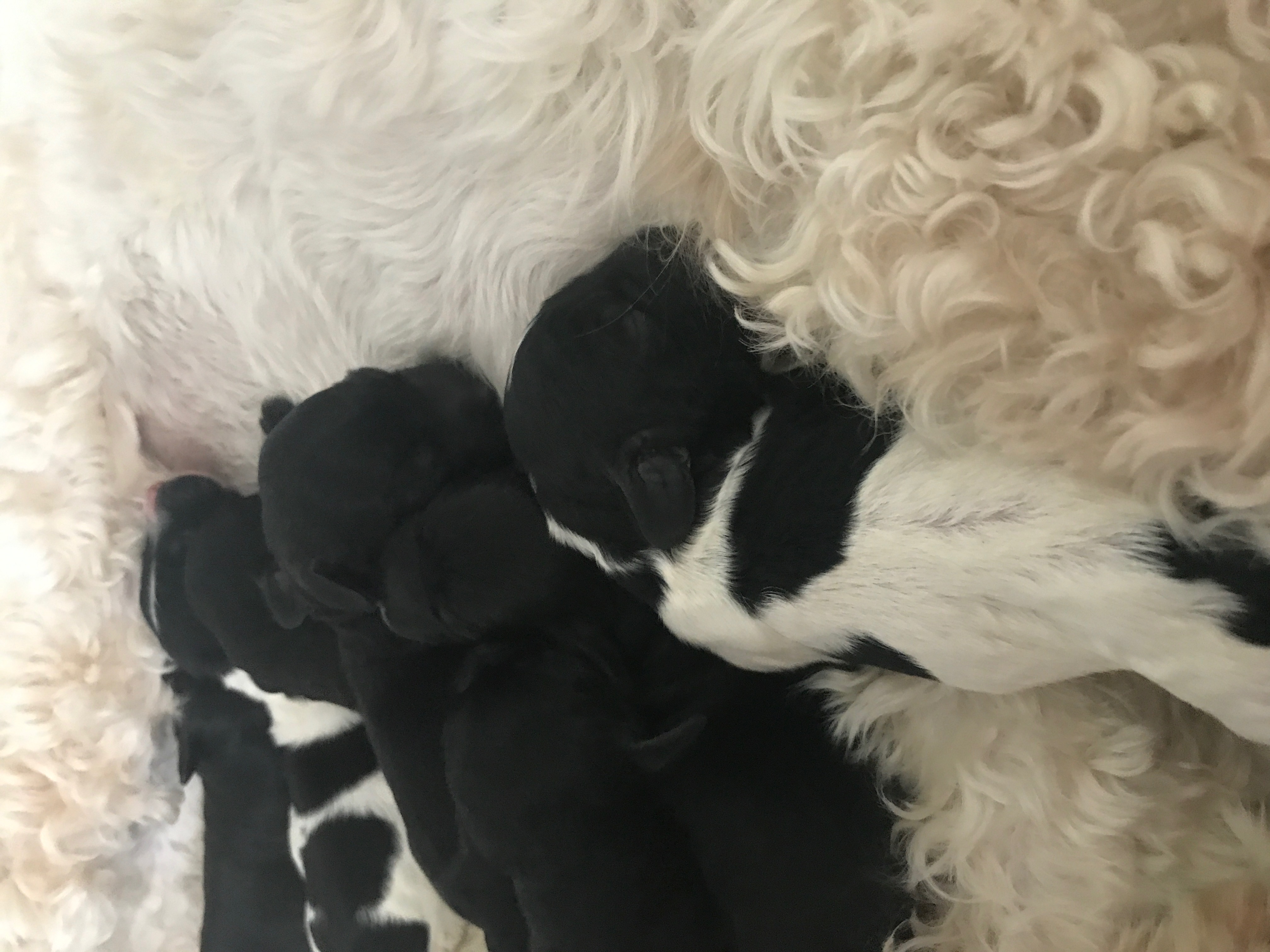 Australian Labradoodle Puppies Bend