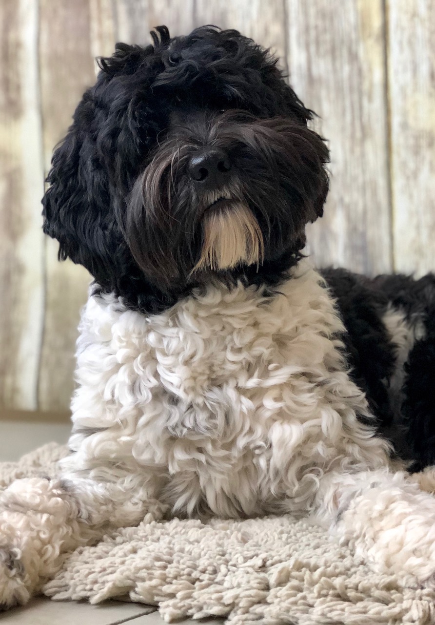 Mini Australian Labrdoodle Stud
