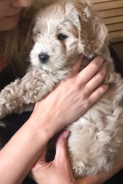 Labradoodle Puppies Portland