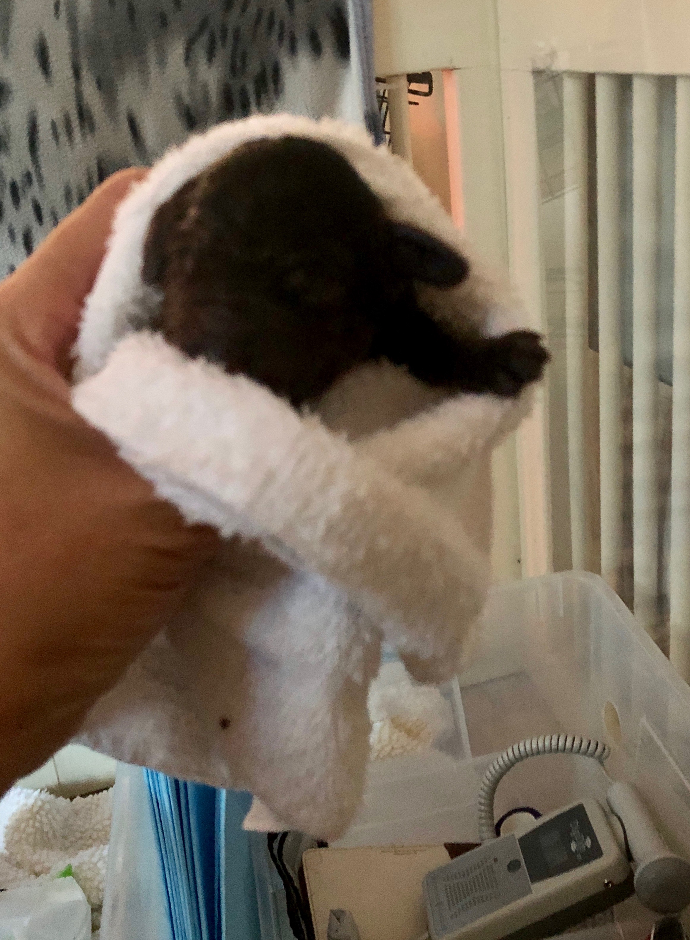 First baby (girl)