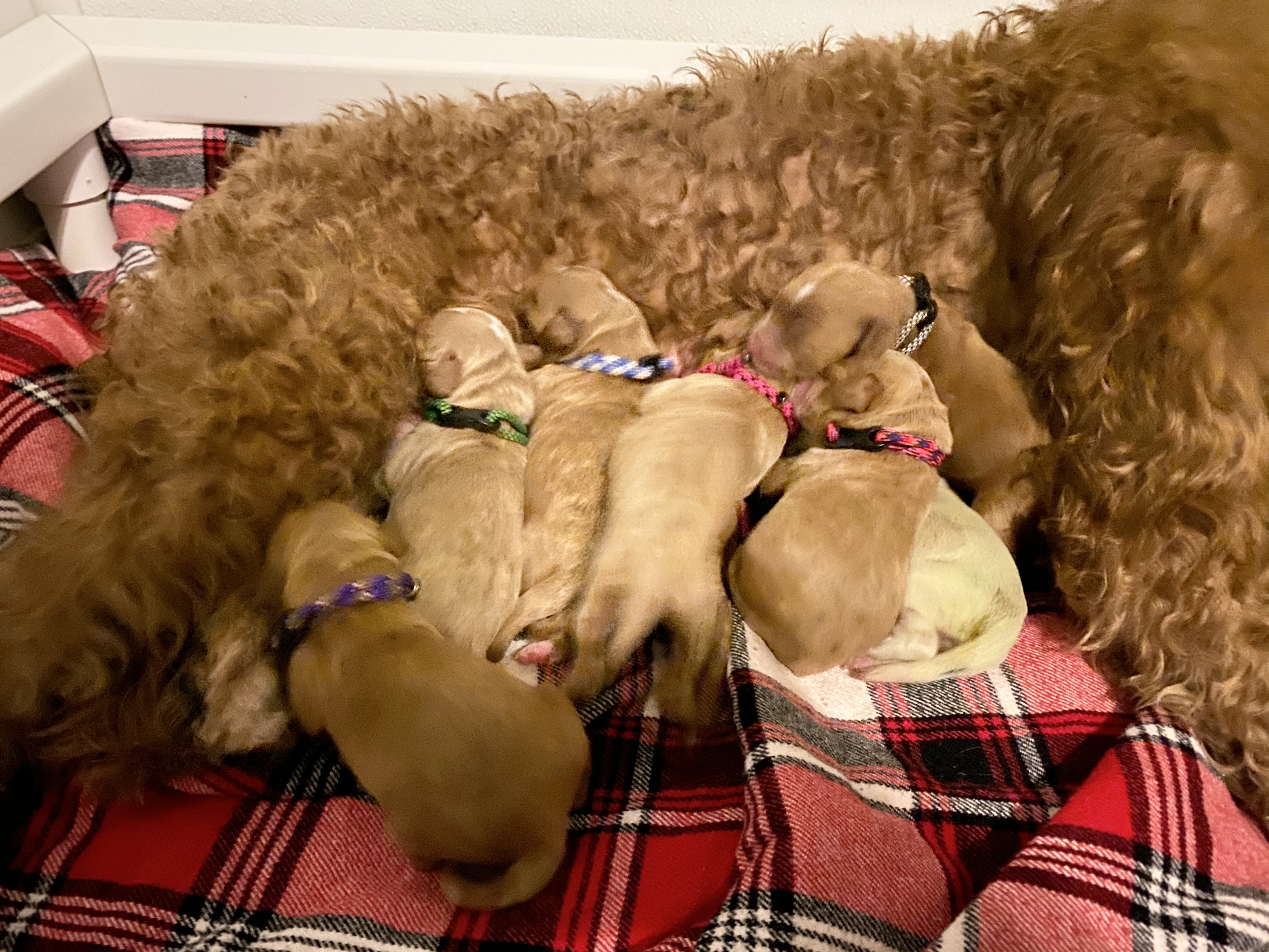 And then there were 8! ❤️