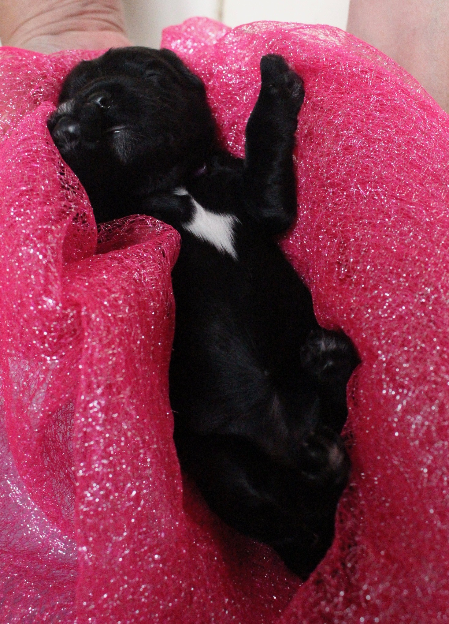 Labradoodle Puppies Portland