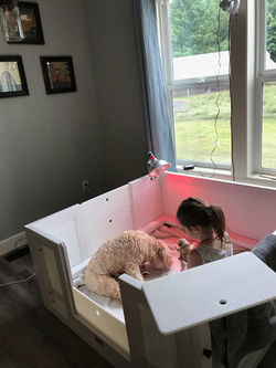 Australian Labradoodle Puppies Kent