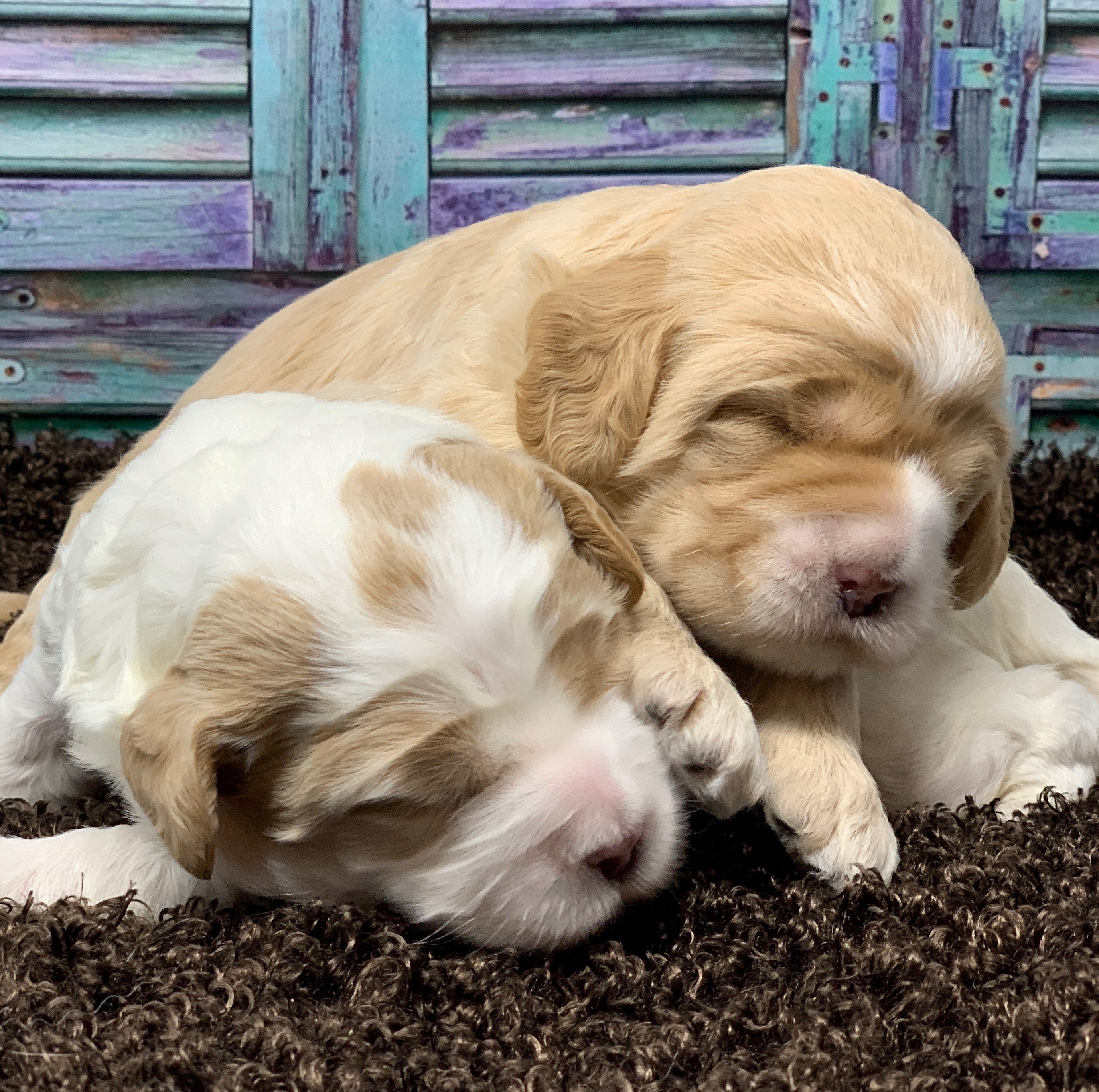 Gracie & Slicks babies