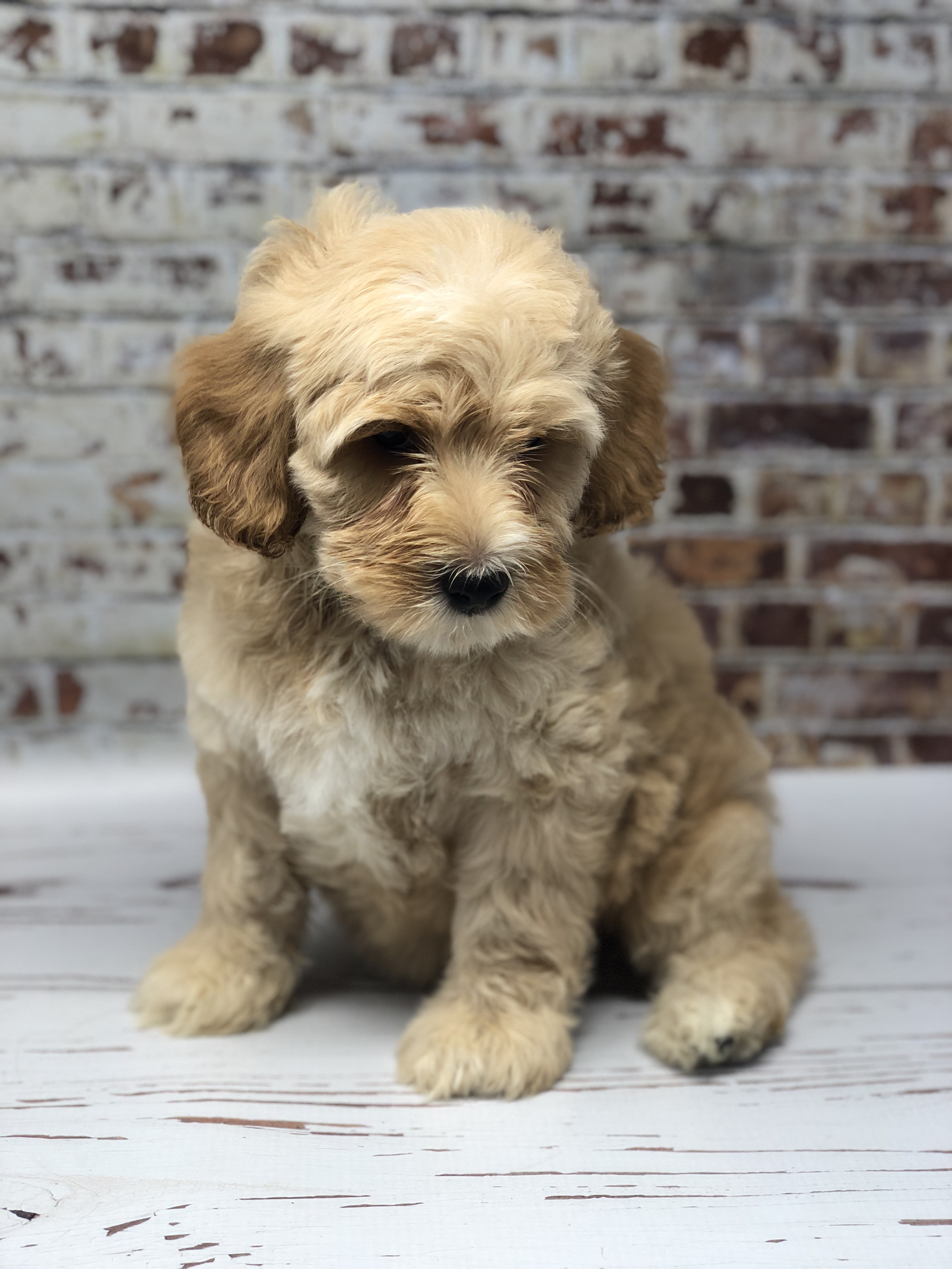 Gracie's past puppy