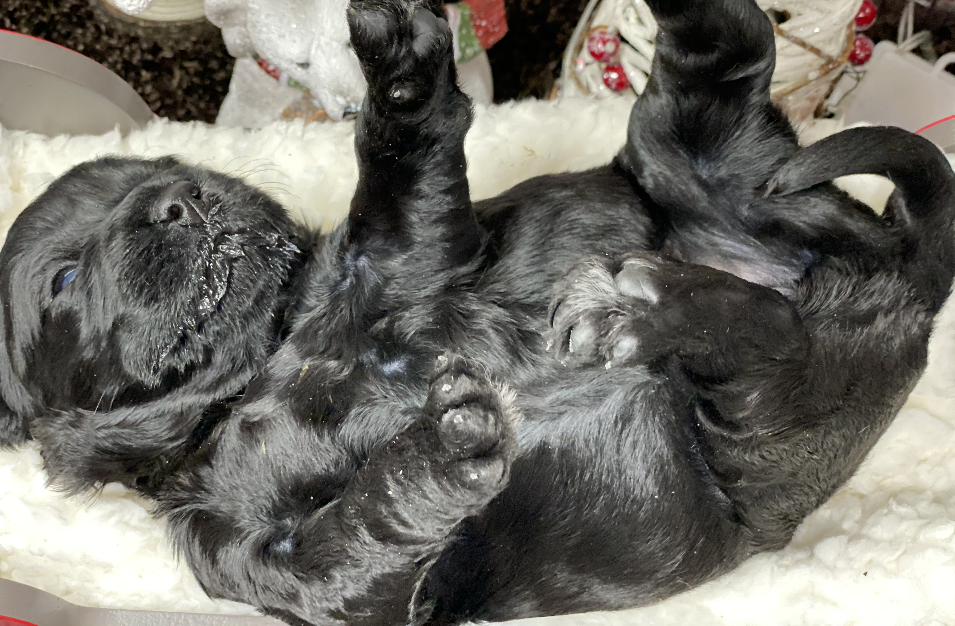 Baby Jane