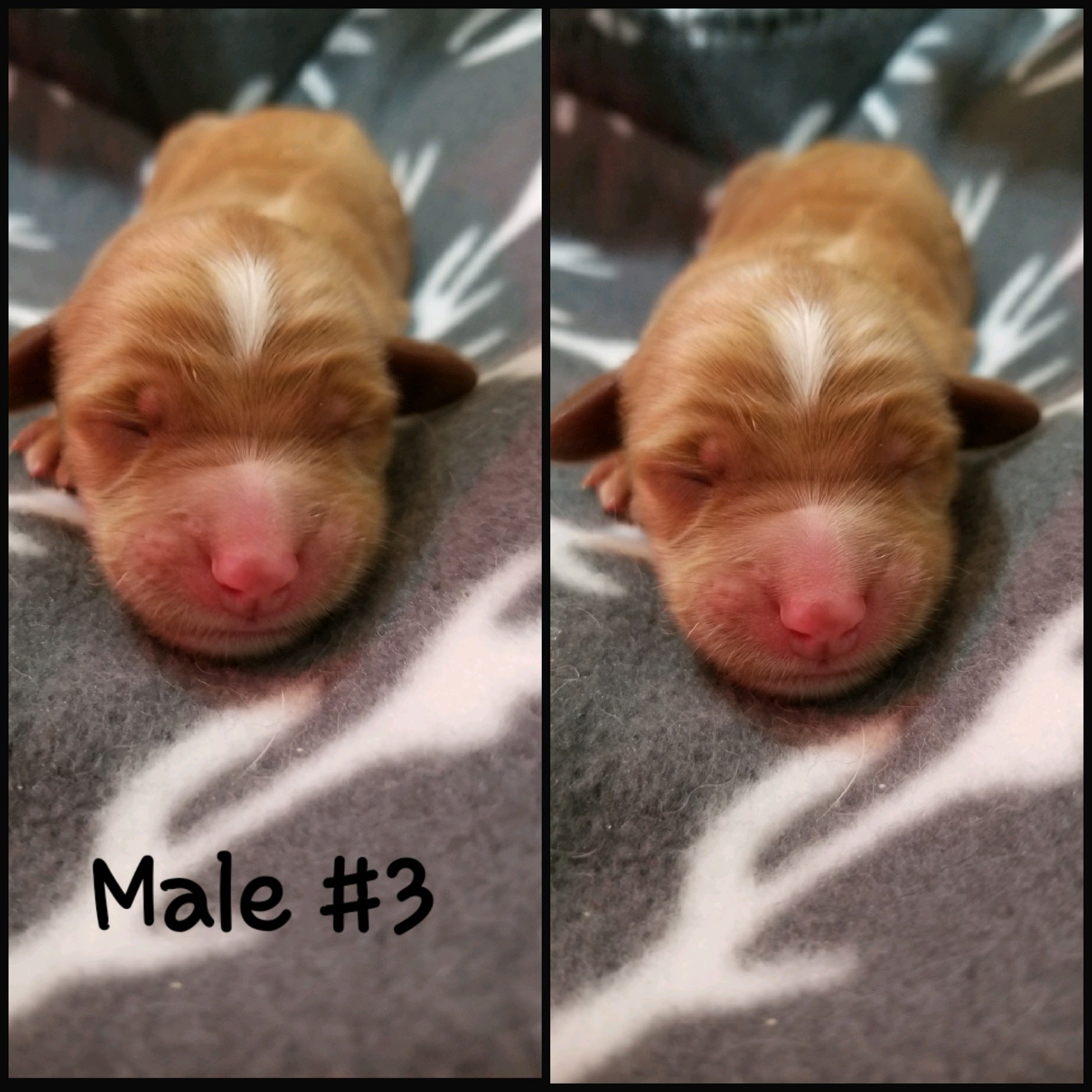 Male 3