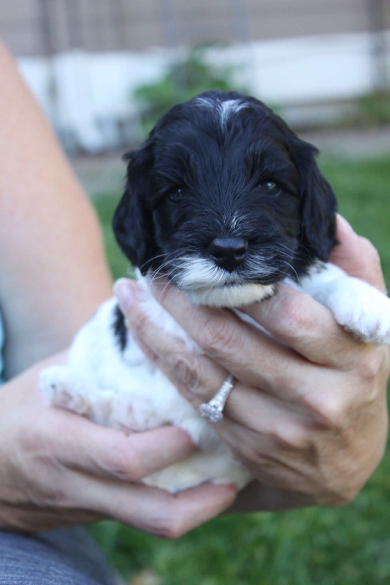 Australian Labradoodle Puppies Seatt