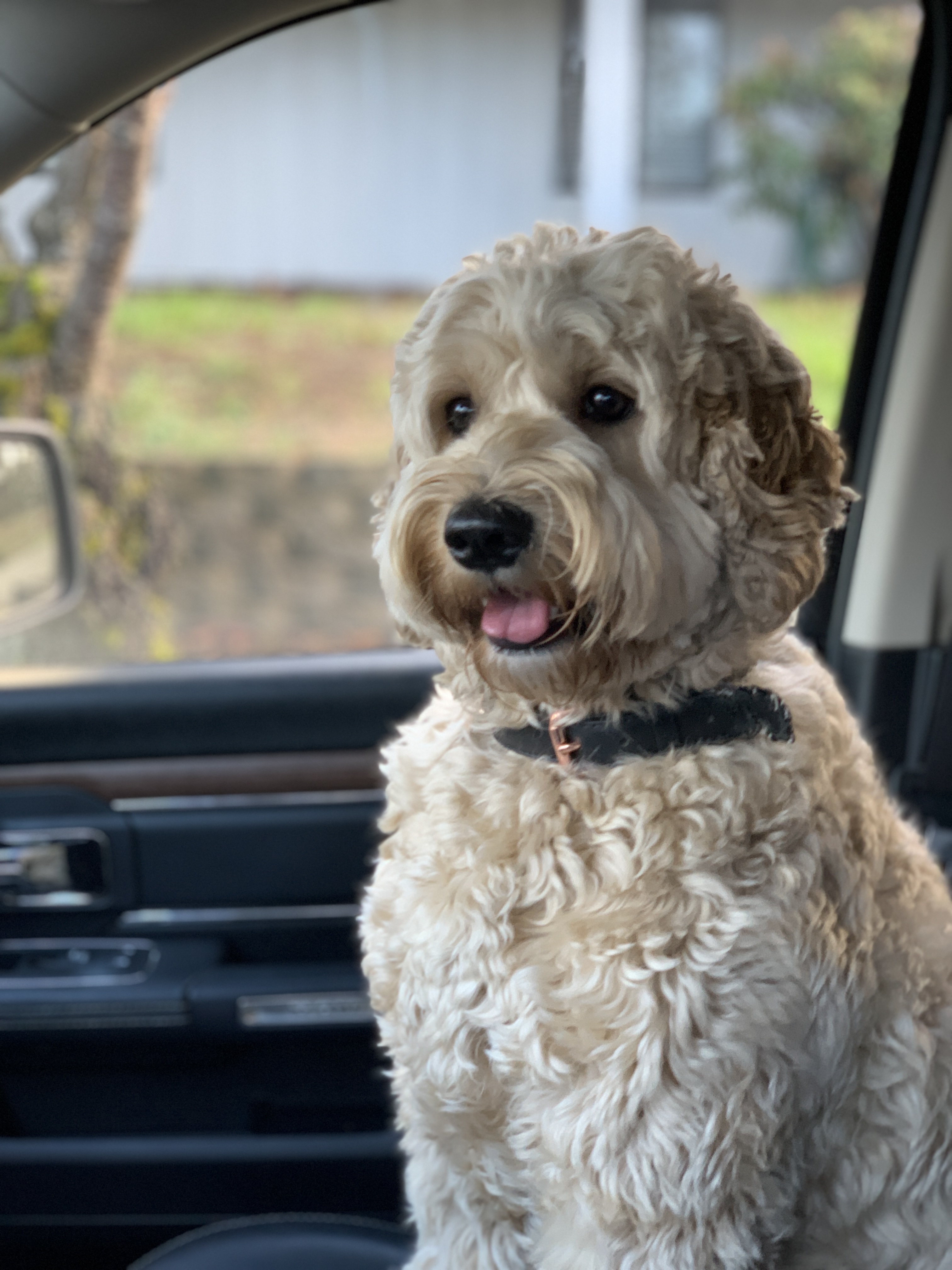 Road Trip To The Vet