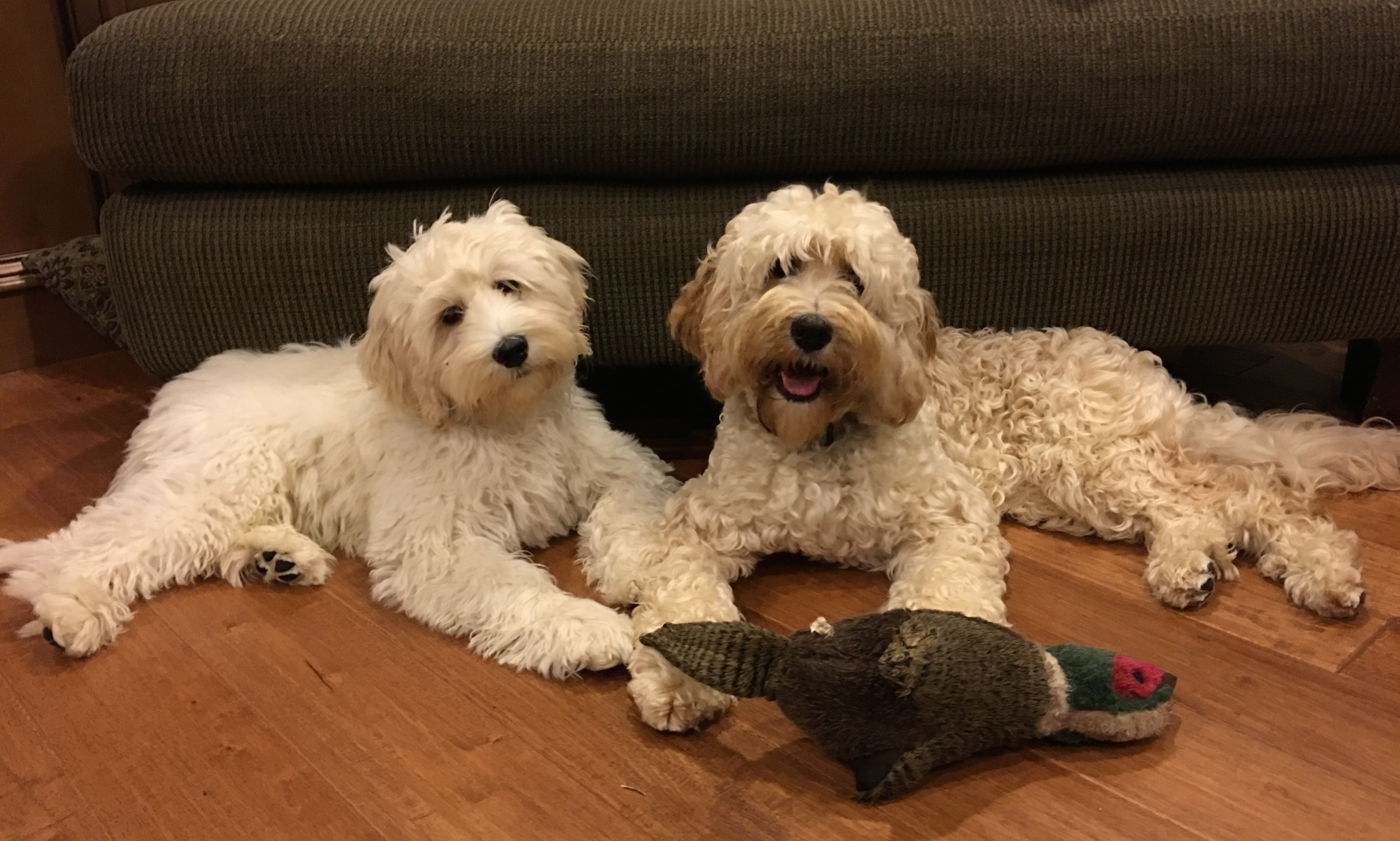 Luke & Gracie