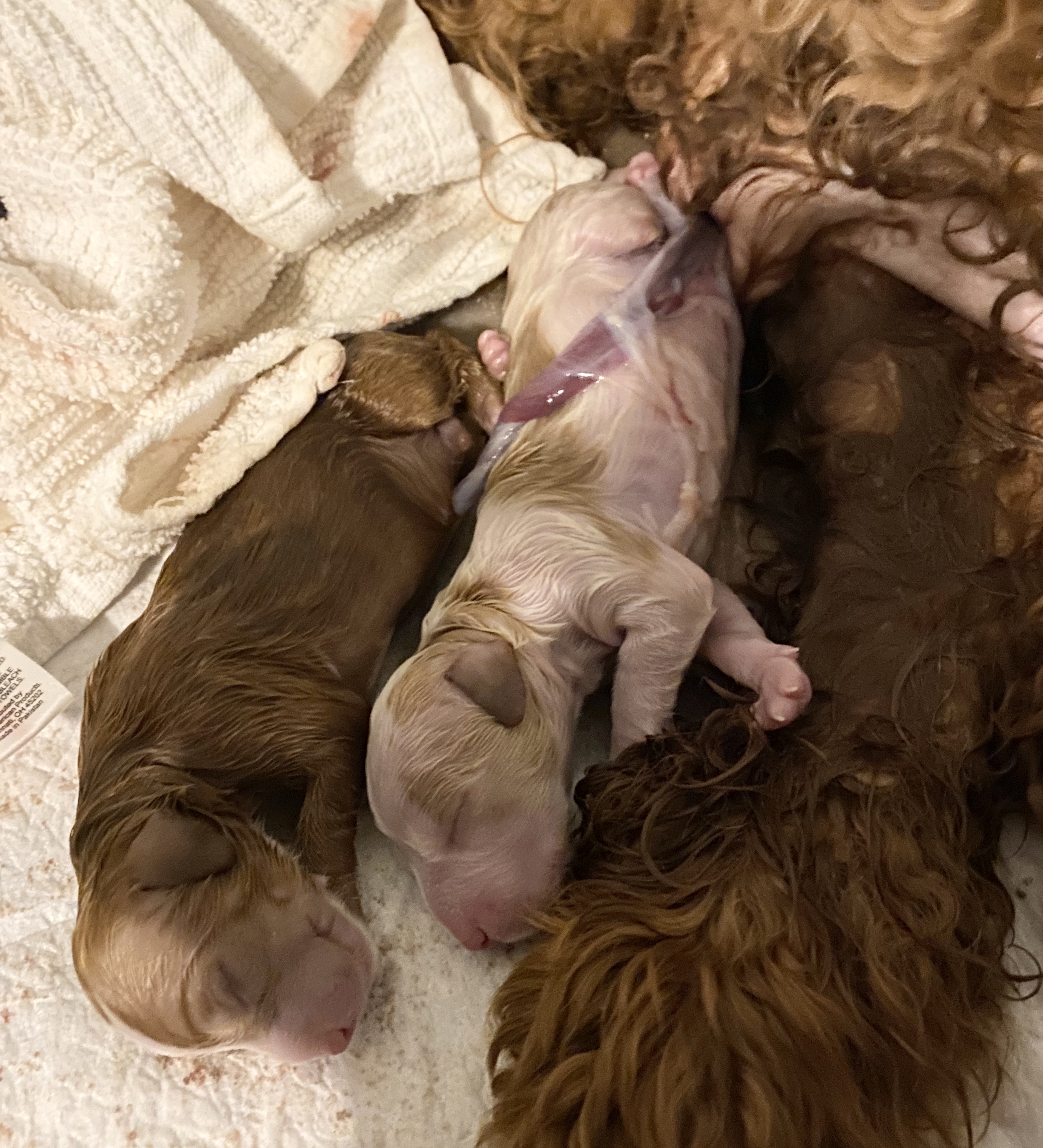 Fighting for the exit. Born together