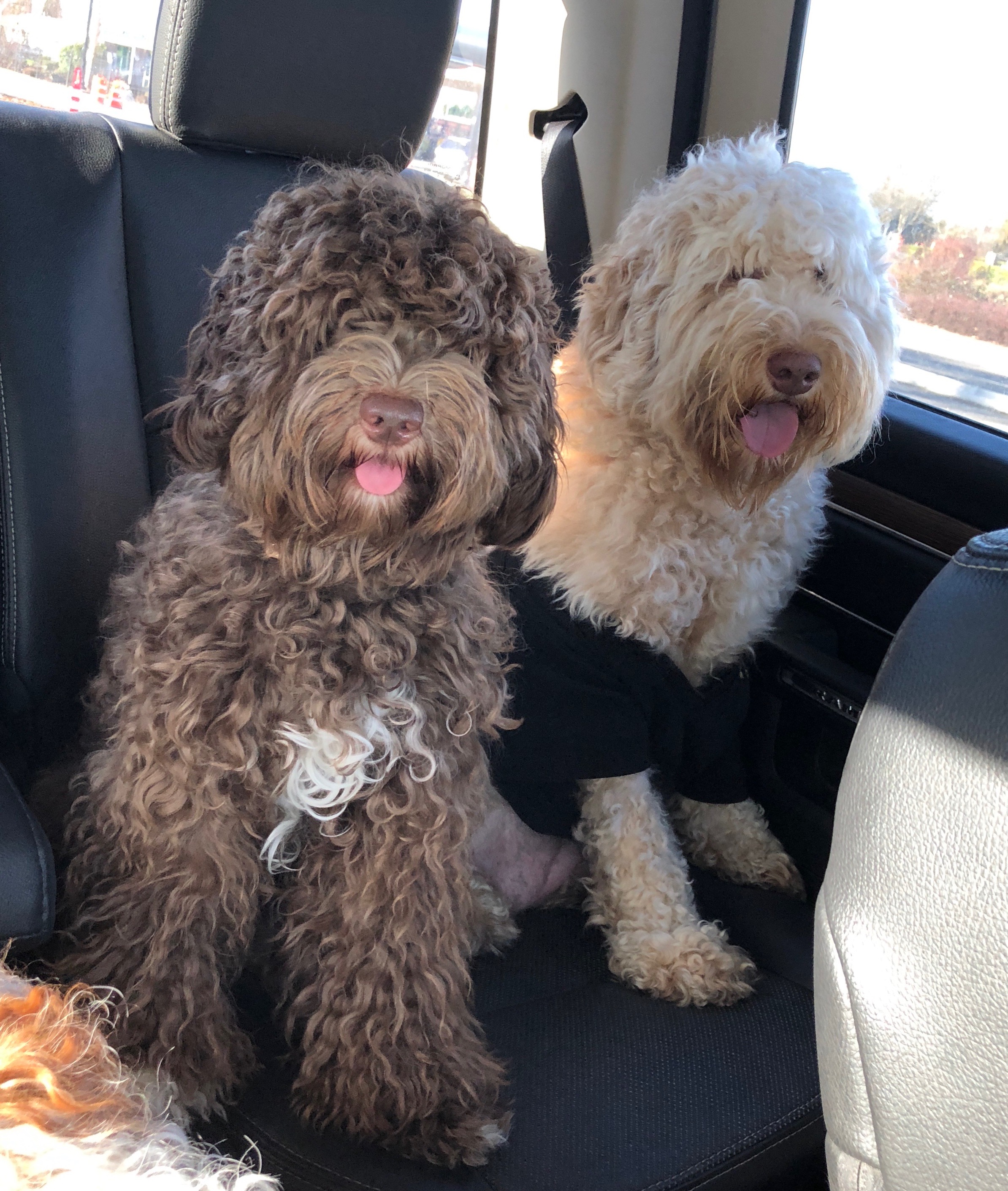 Truffles & Daisy