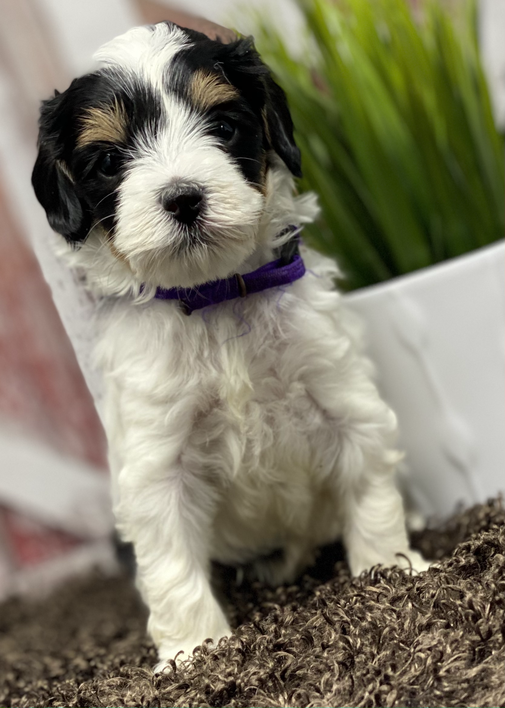 Maggie