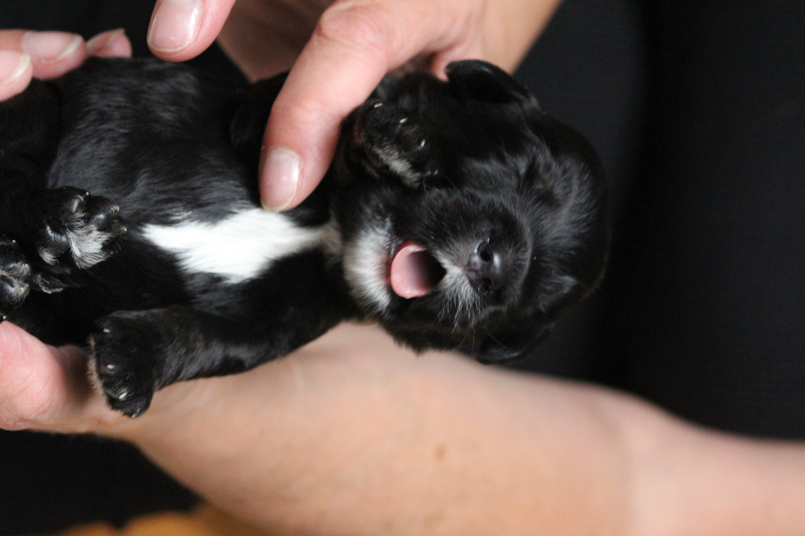 Labradoodle Puppies Available