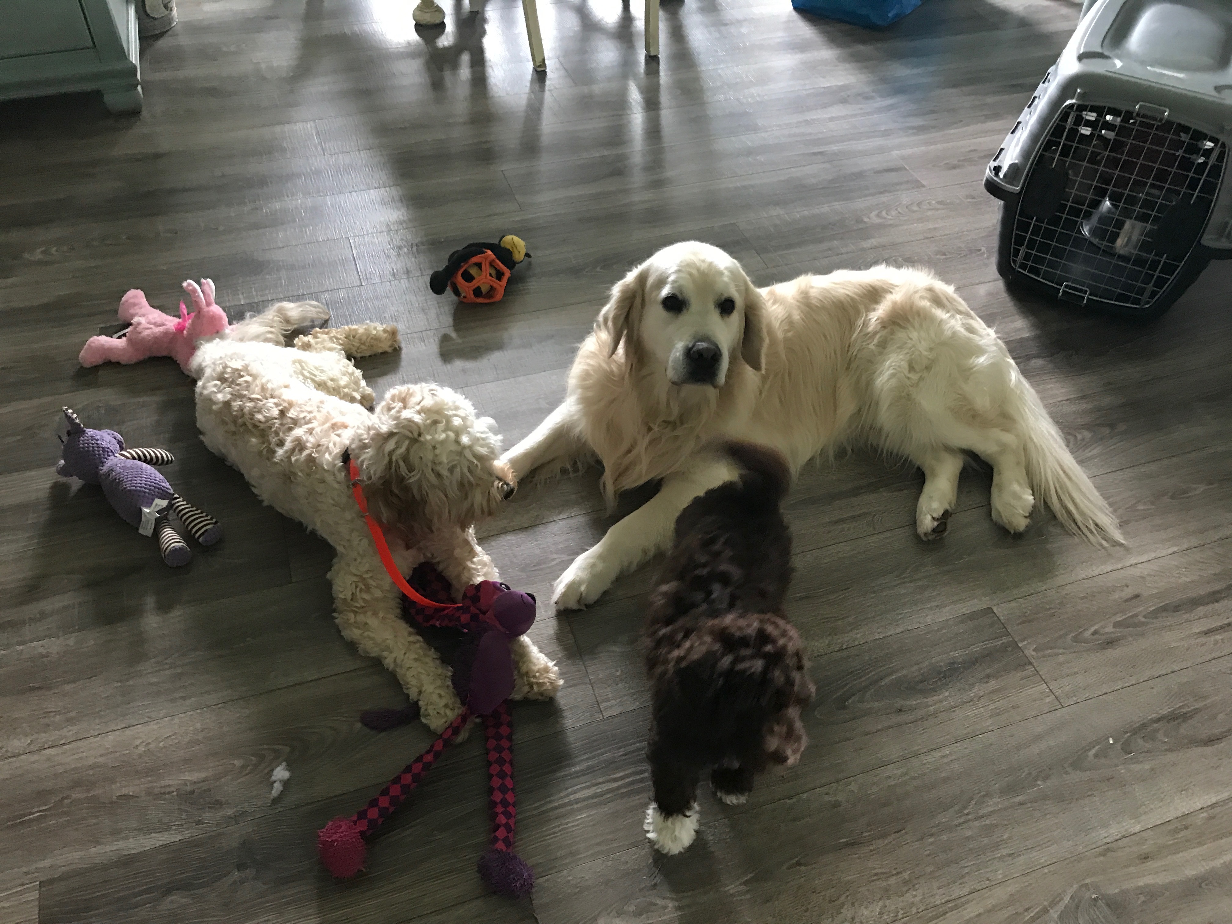 Toy Time