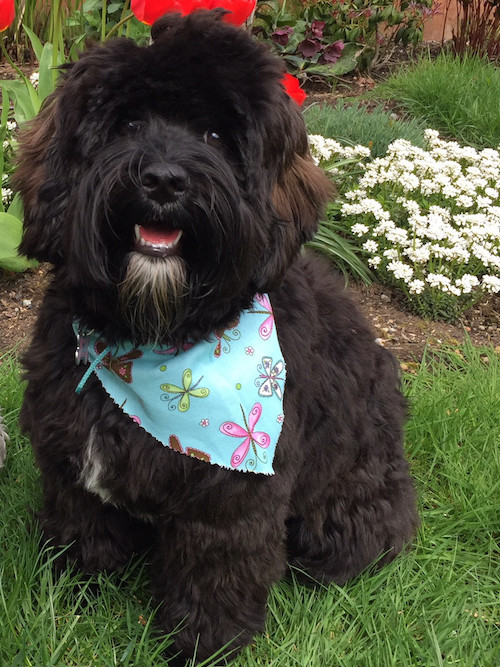 Sheba Mini Australian Labradoodle