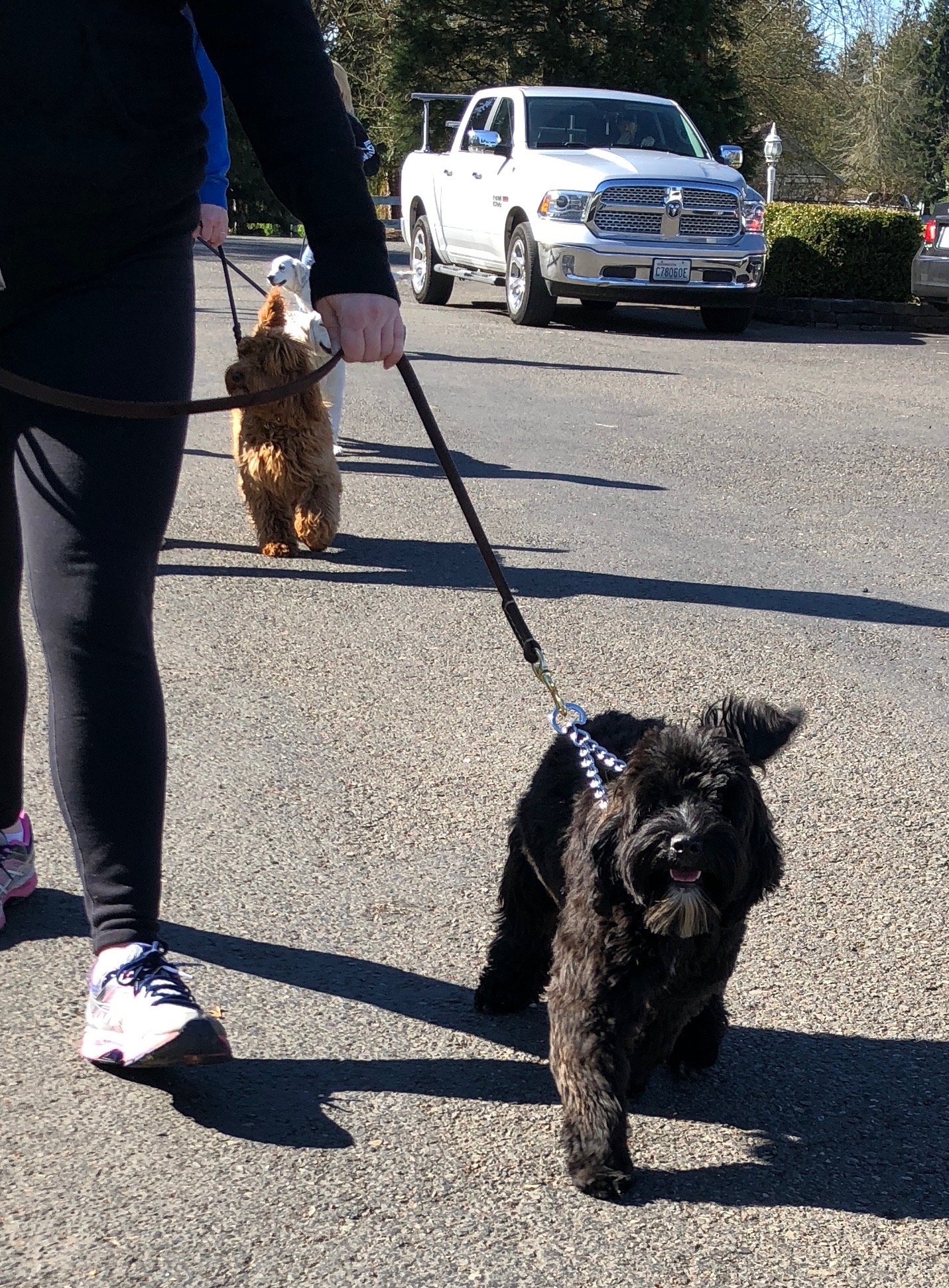 Walking on a leash