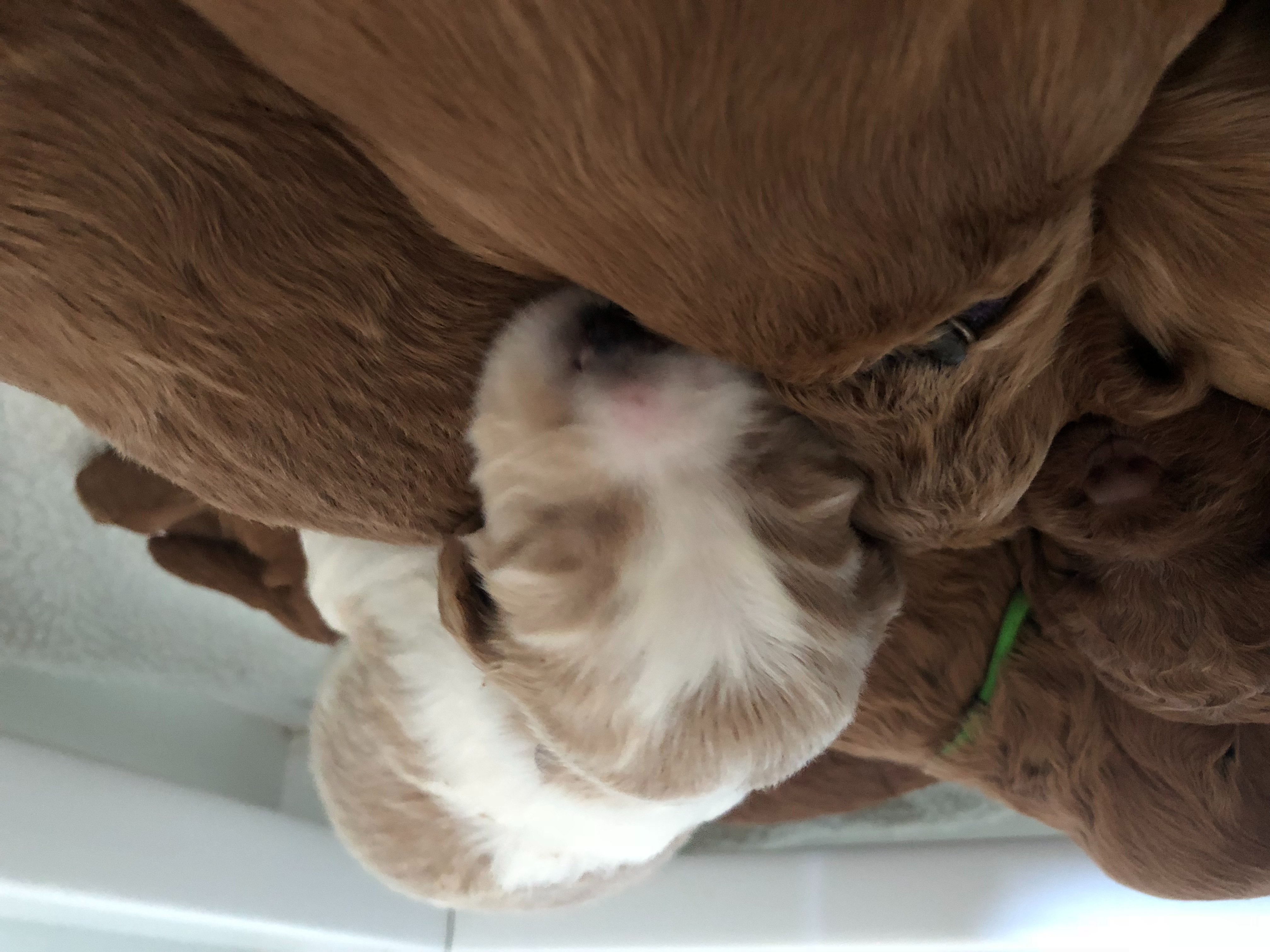 Two weeks old now
