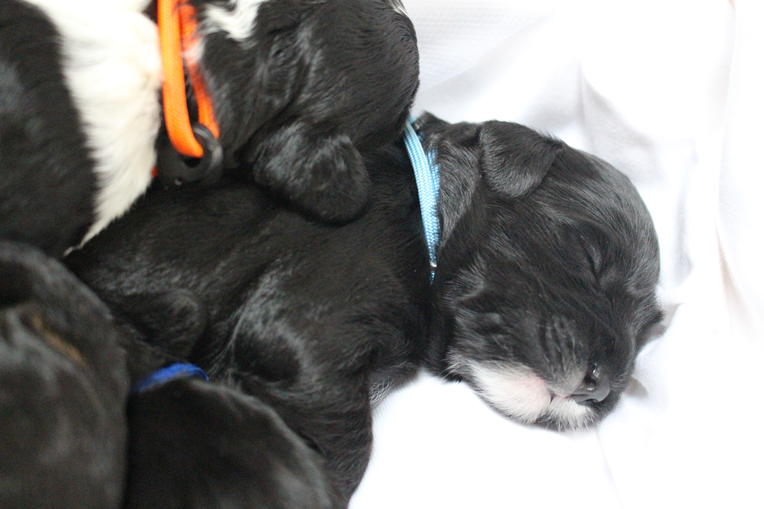Australian Labradoodle Puppies WA