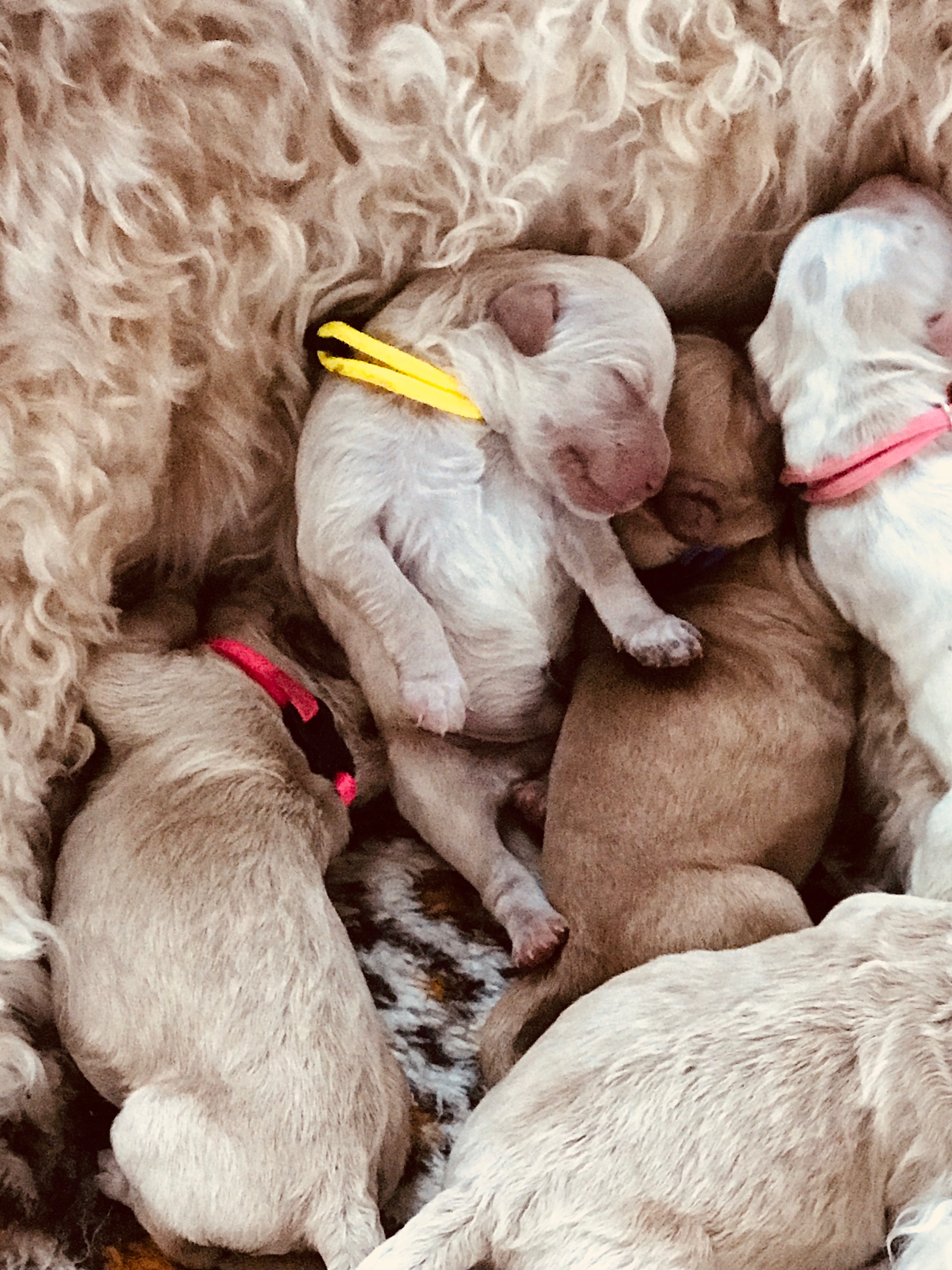 Milk Drunk