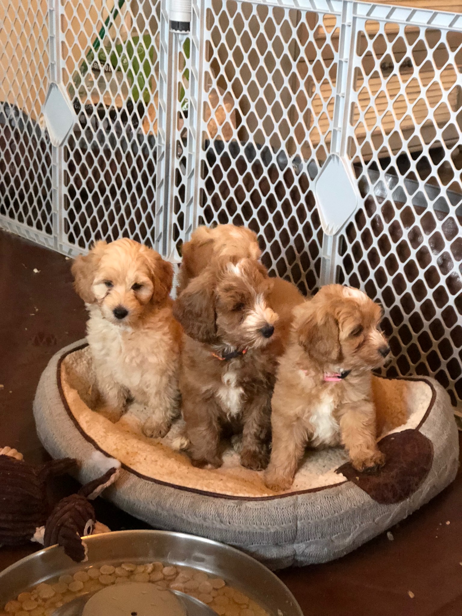 Gracie's past puppy