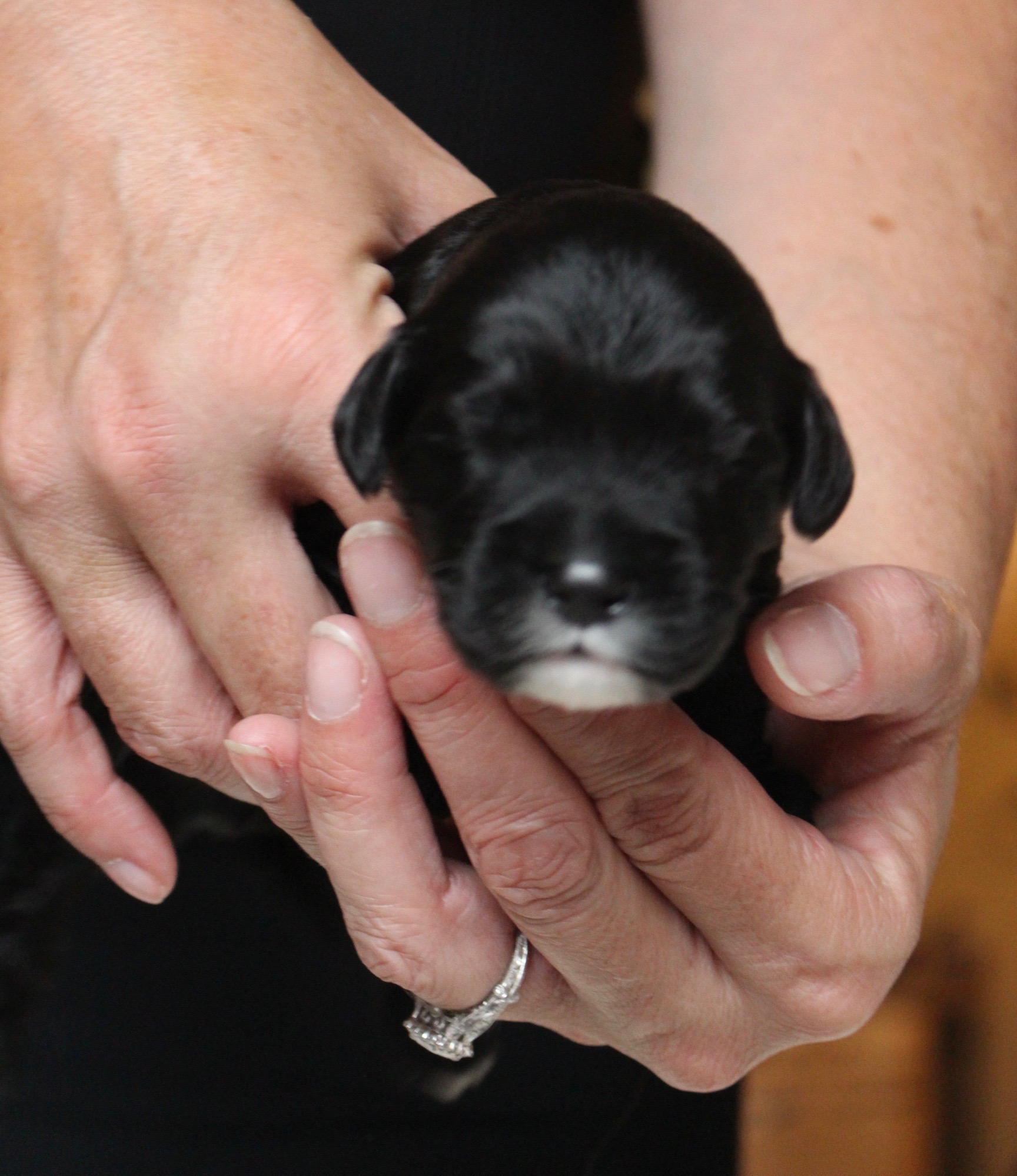 Australian Labradoodle Puppies WA